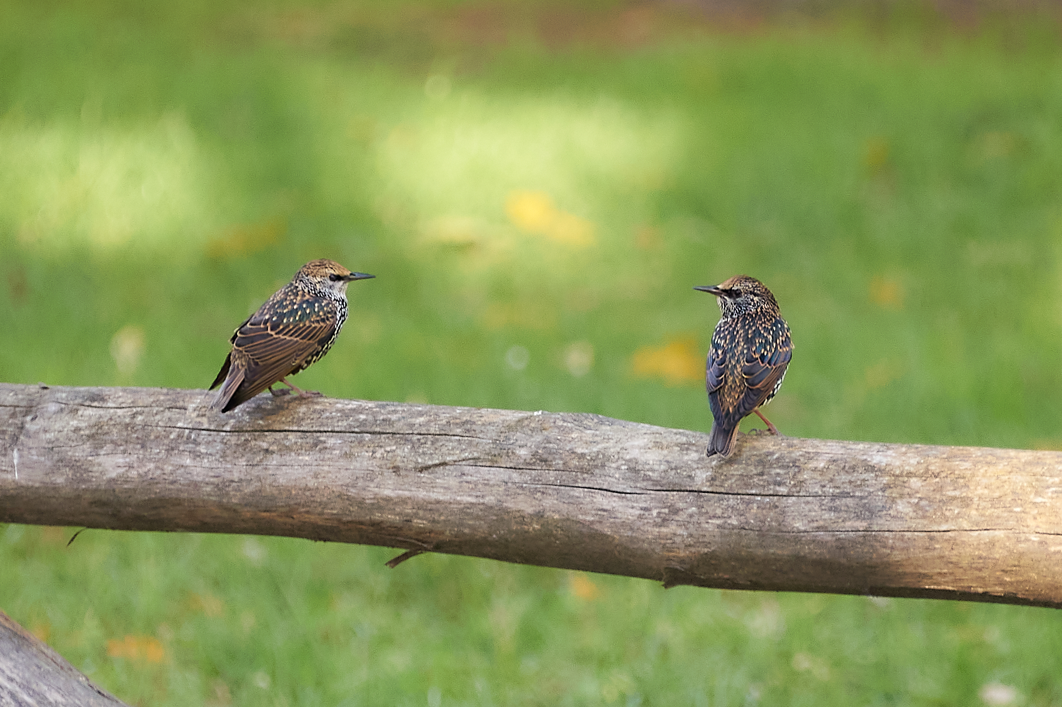 Starlings with winter plumage