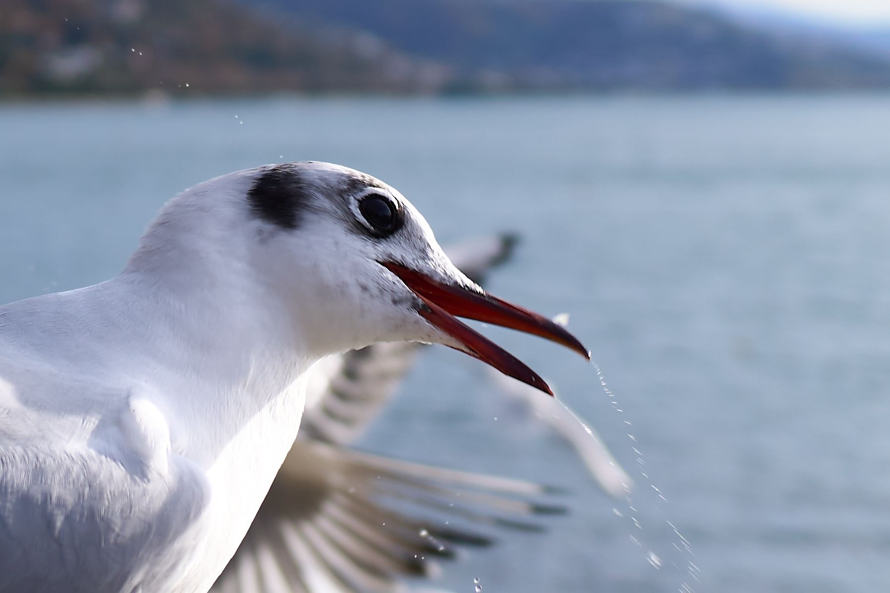 Seagull in Miramare
