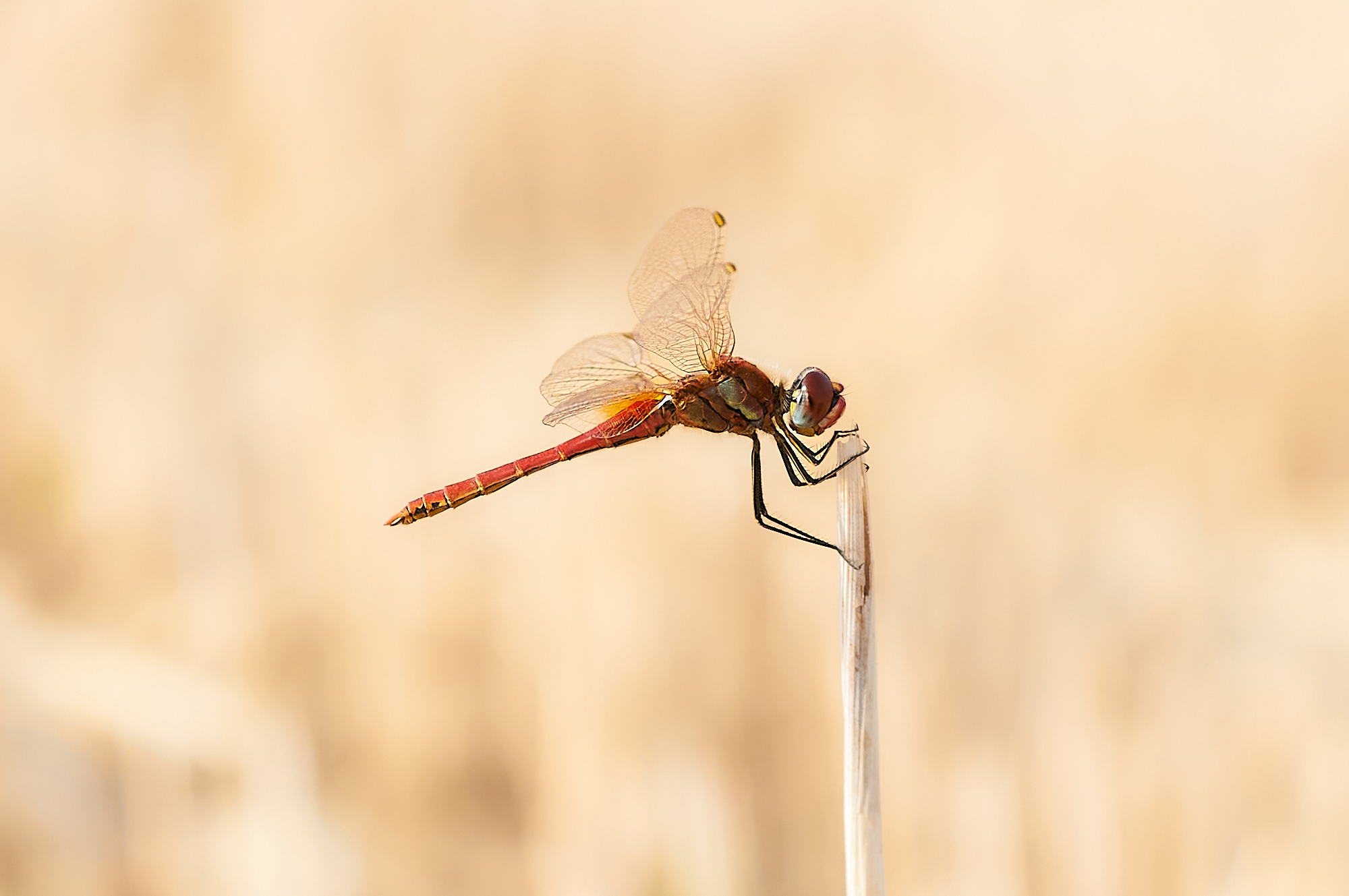 Libellula