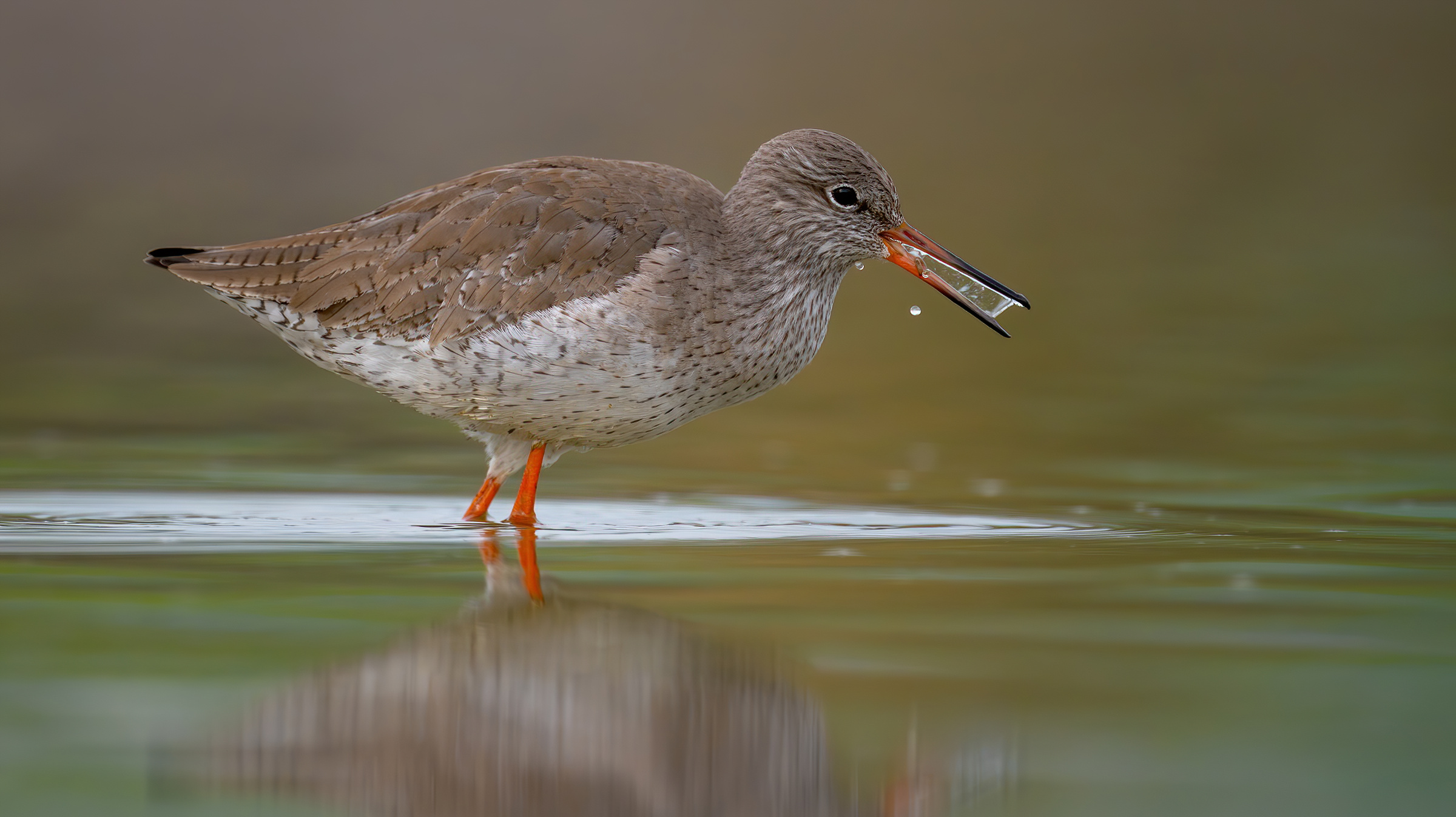 common redshank