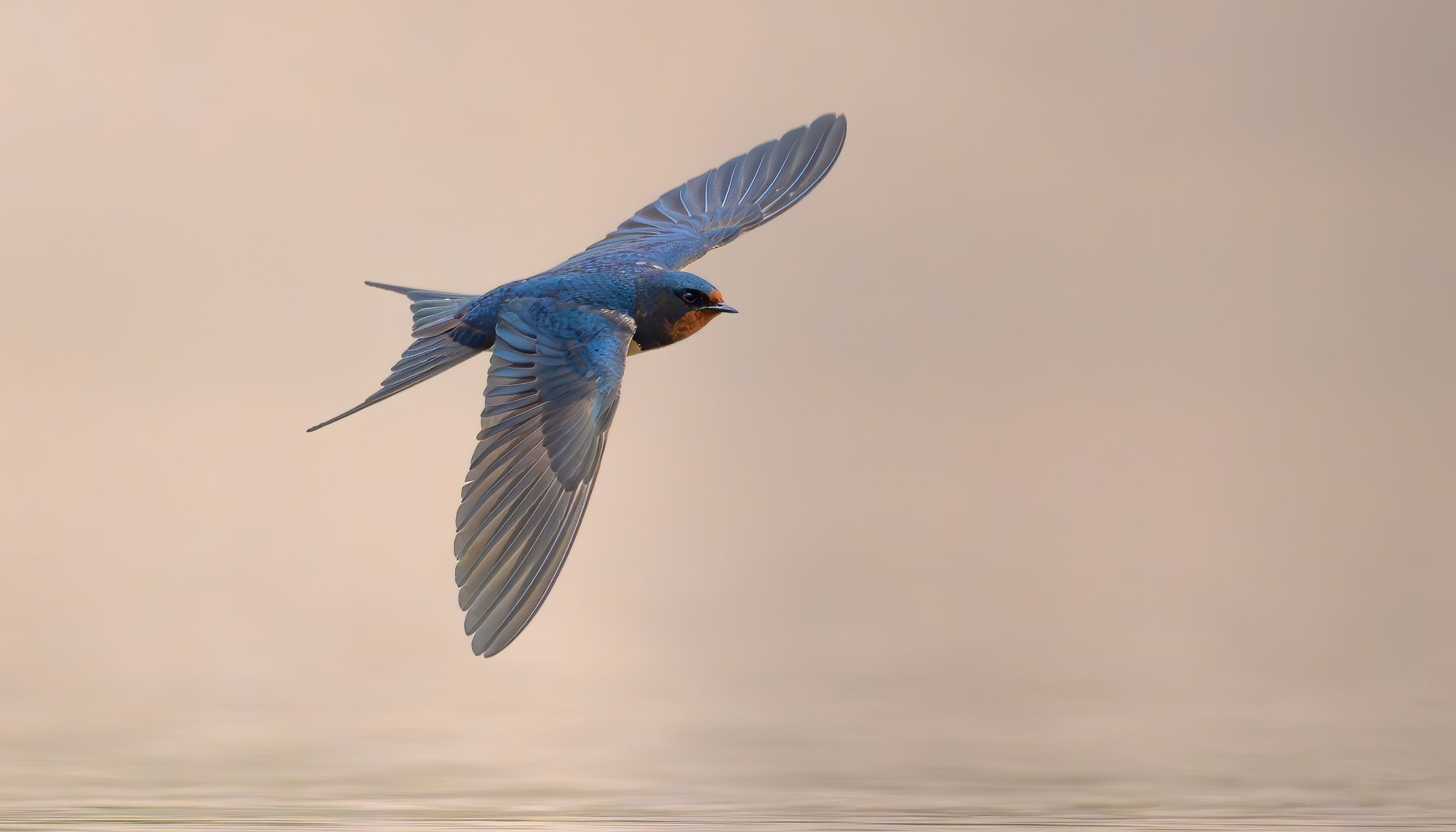 barn swallow