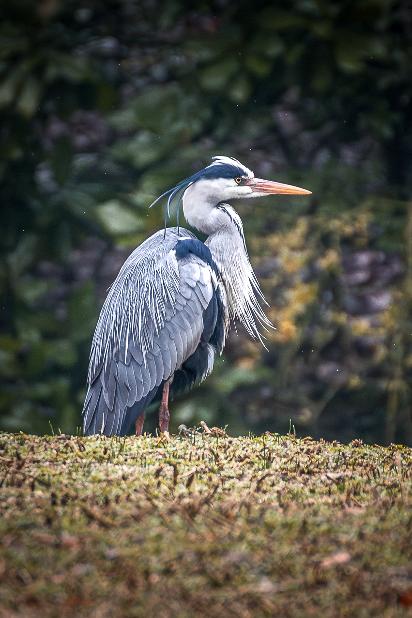 Grey Heron