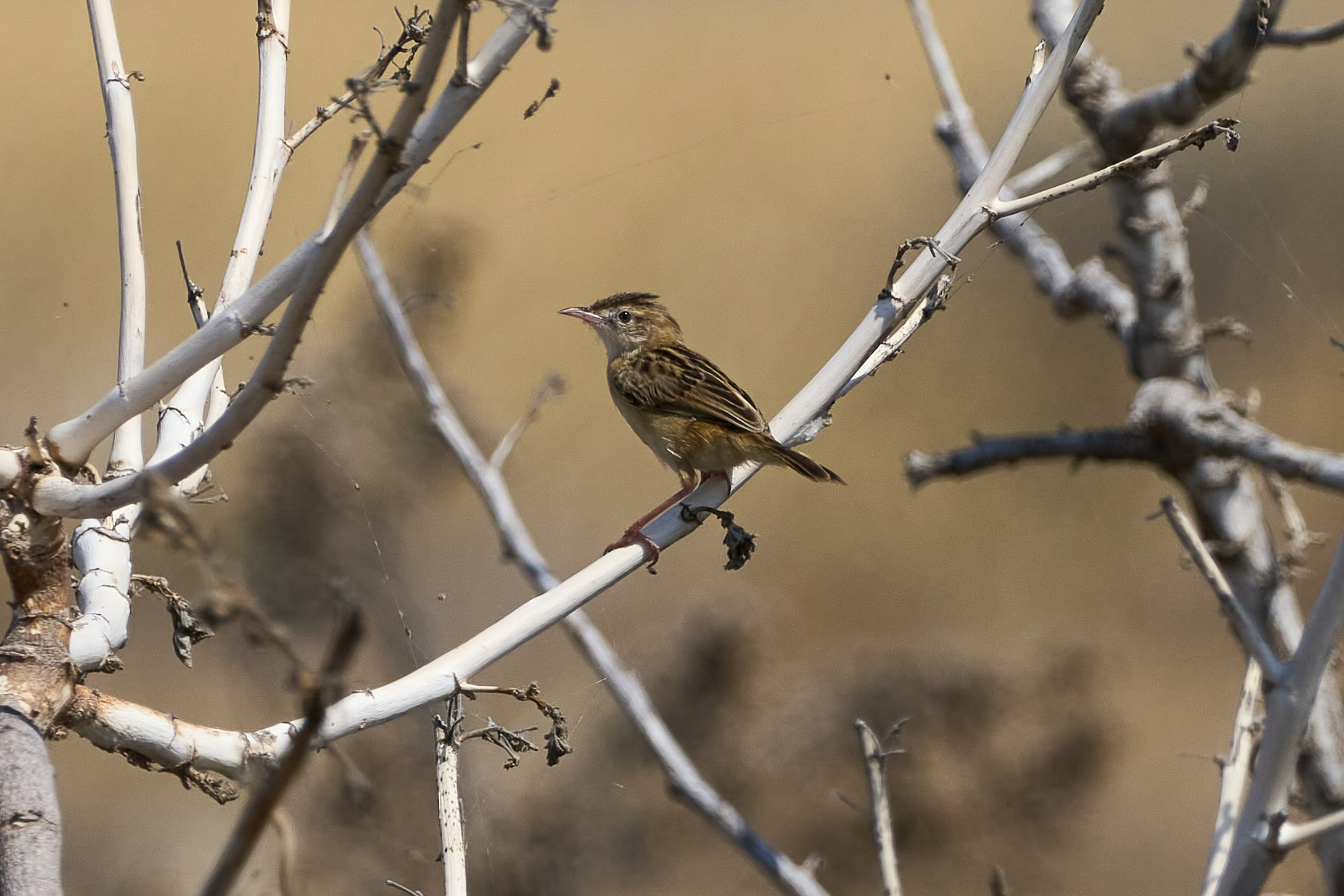 Bird at the salt pans