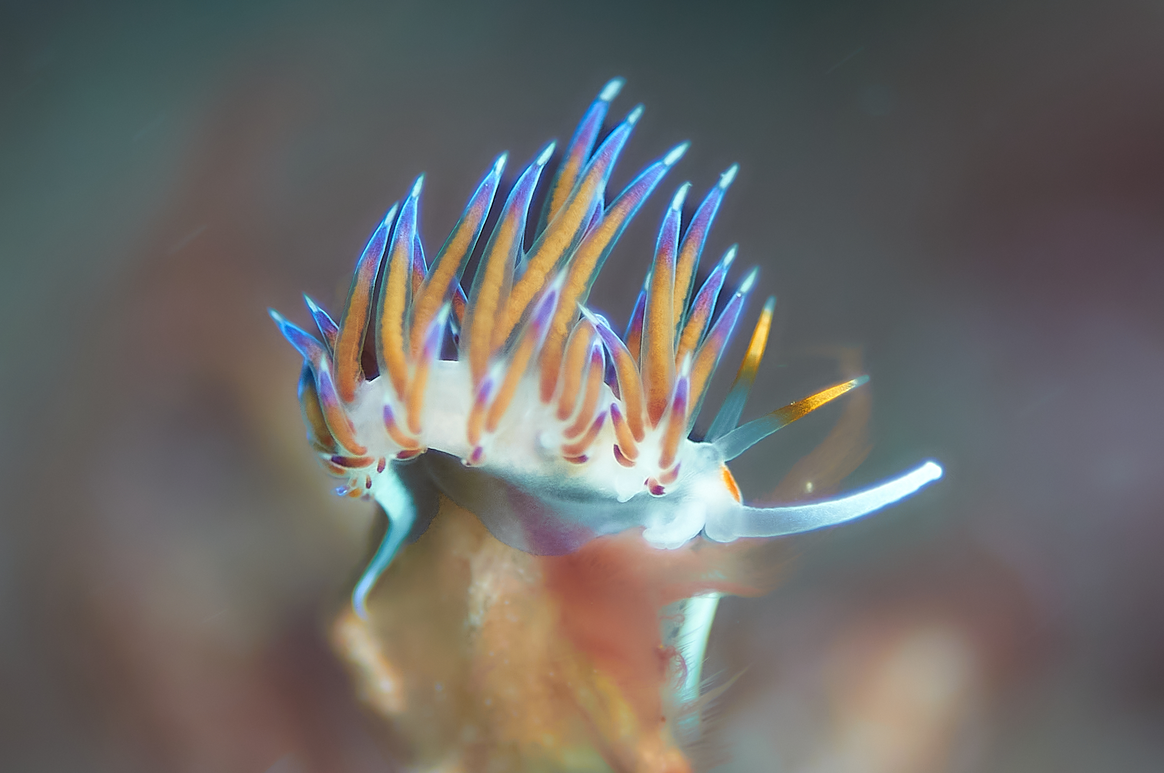 Nudibranco Cratena Peregrina
