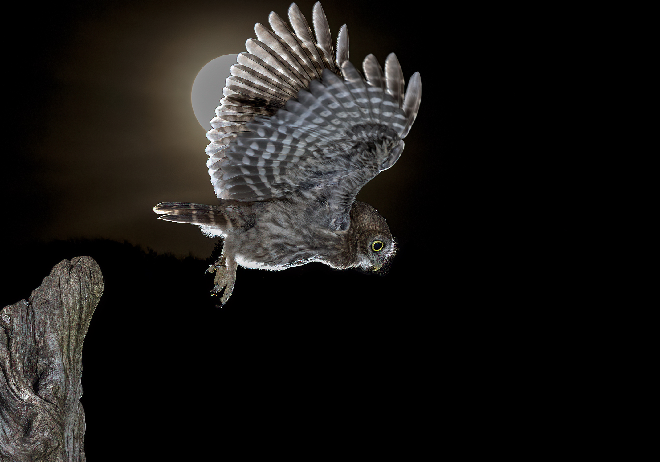 The Owl and the Moon
