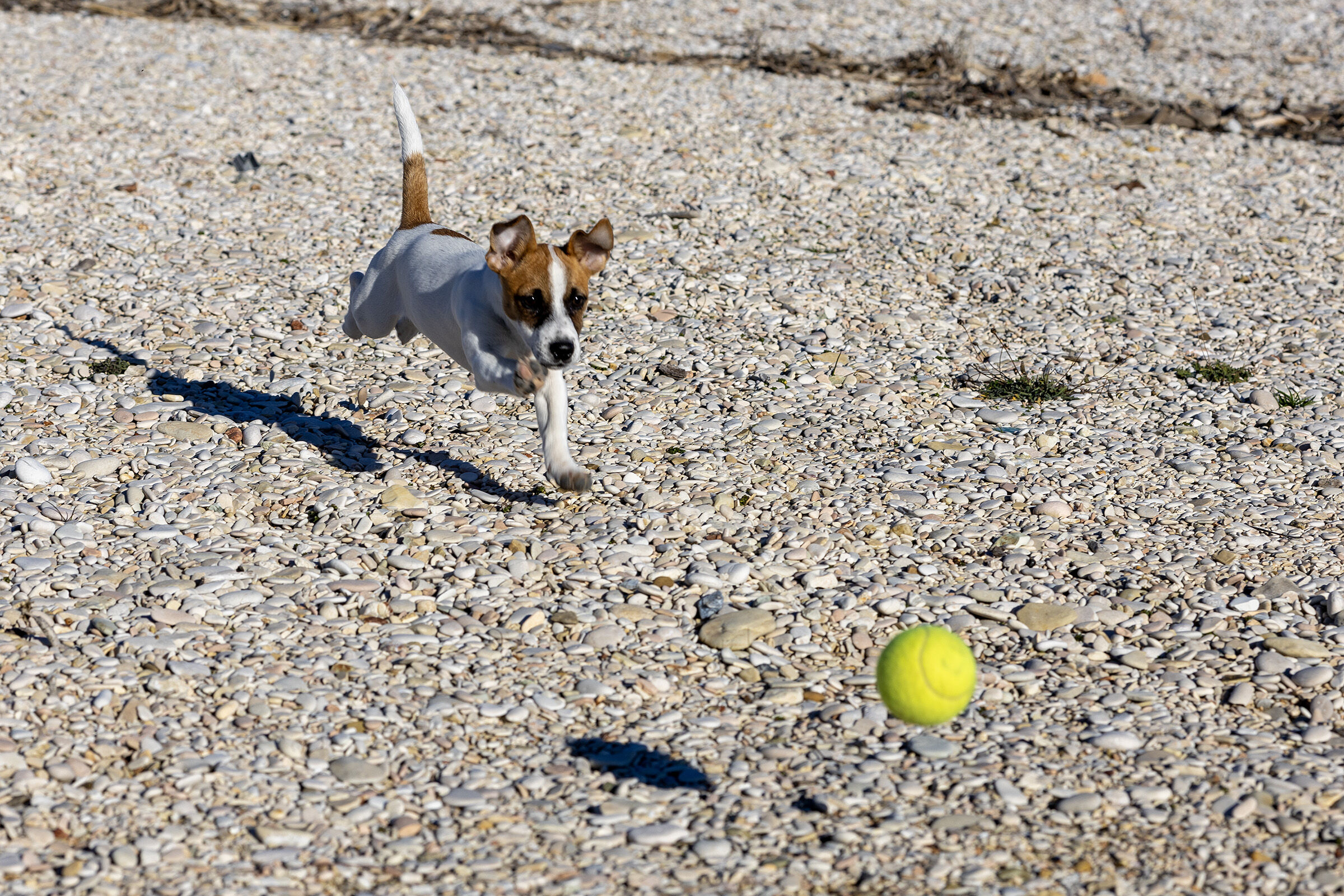 Ginger all'inseguimento della pallina gialla