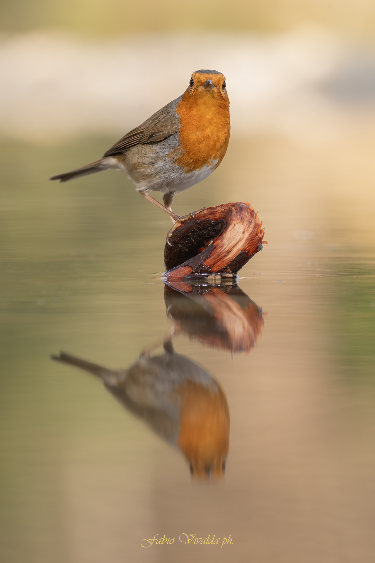 Pettirosso su radice