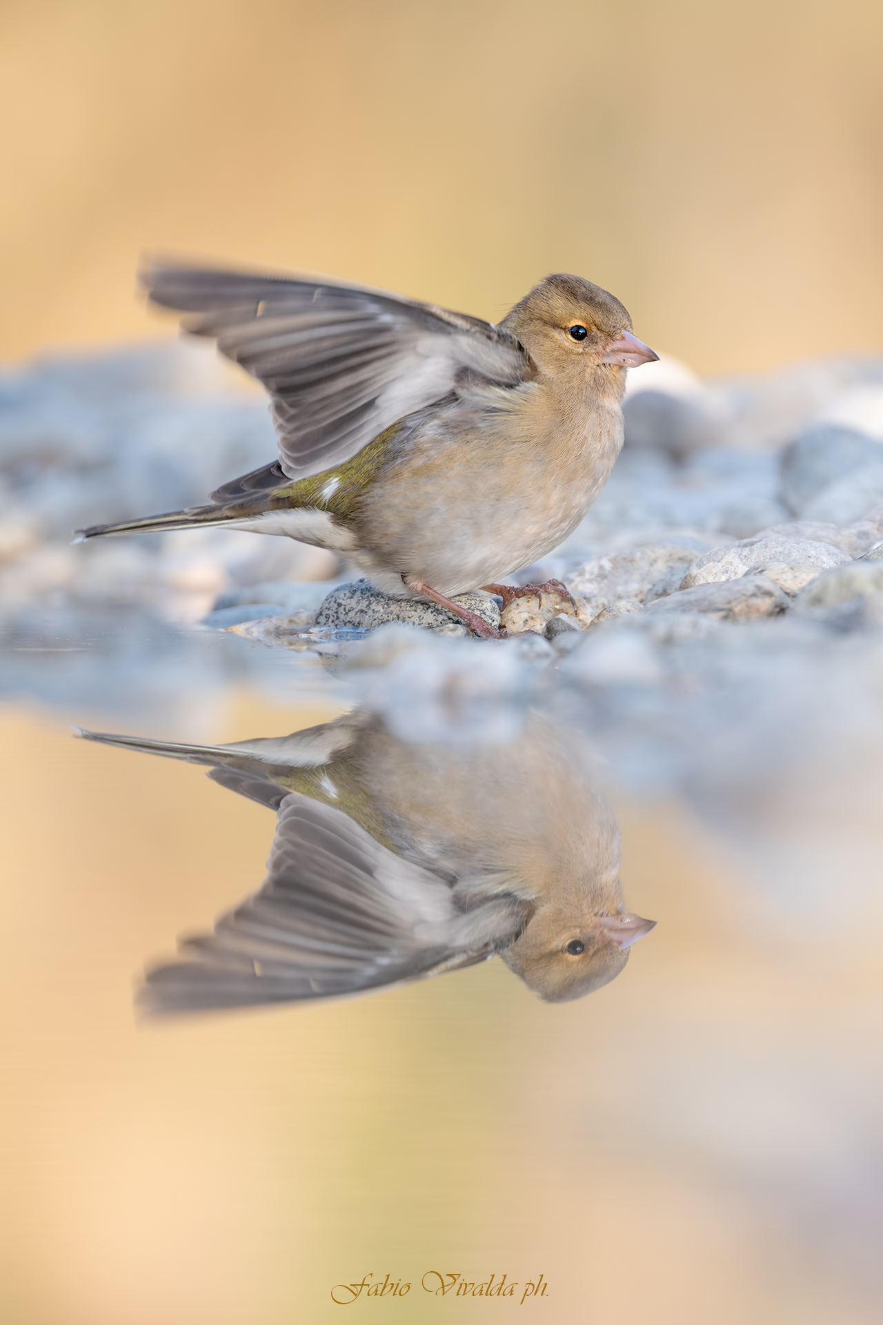 Riflesso del fringuello in partenza