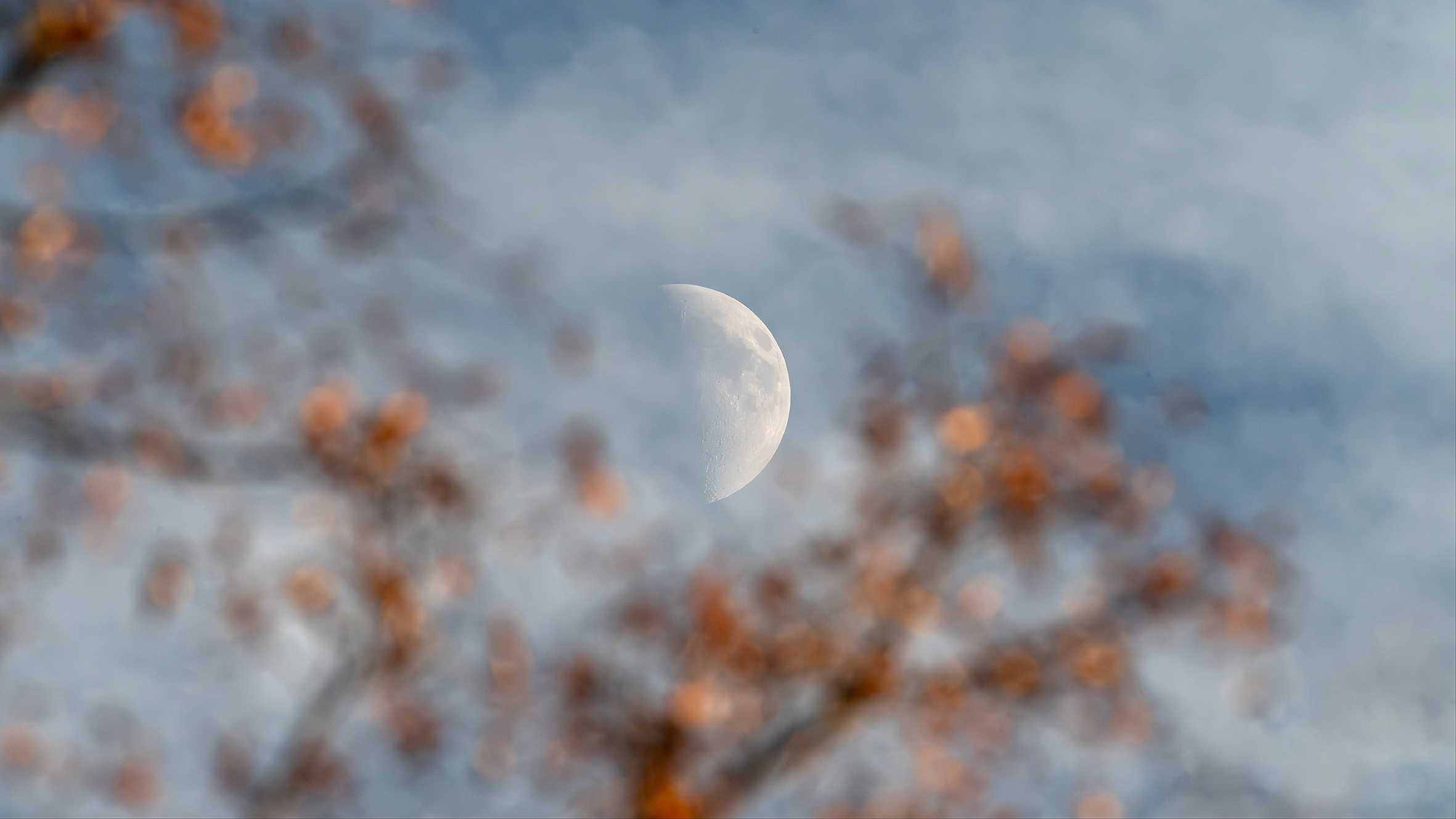Moon in the leaves
