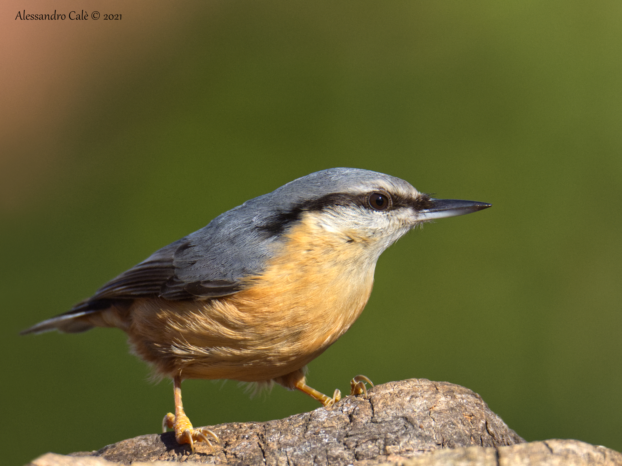 European Sitta (Nuthatch) 9400
