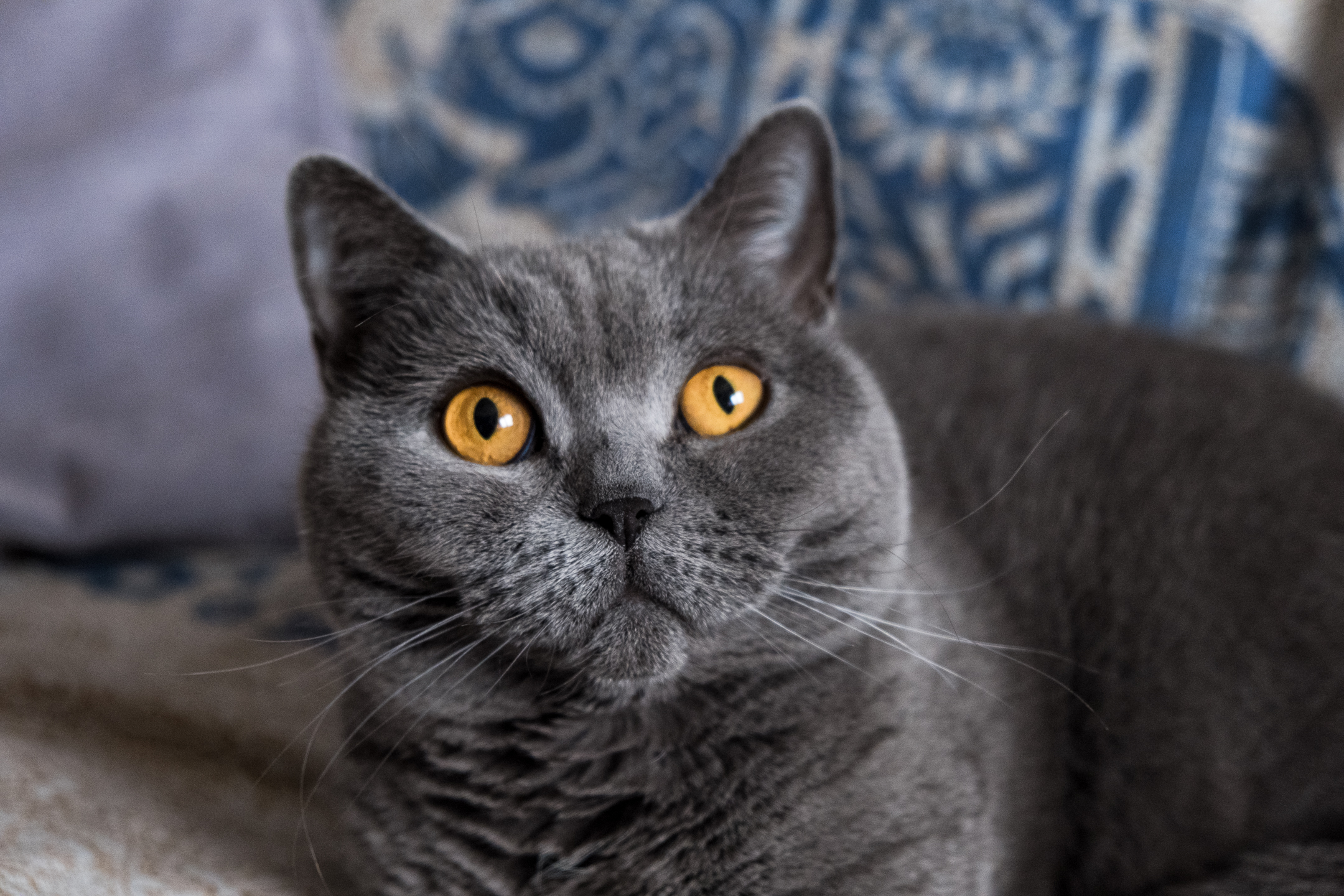 meow