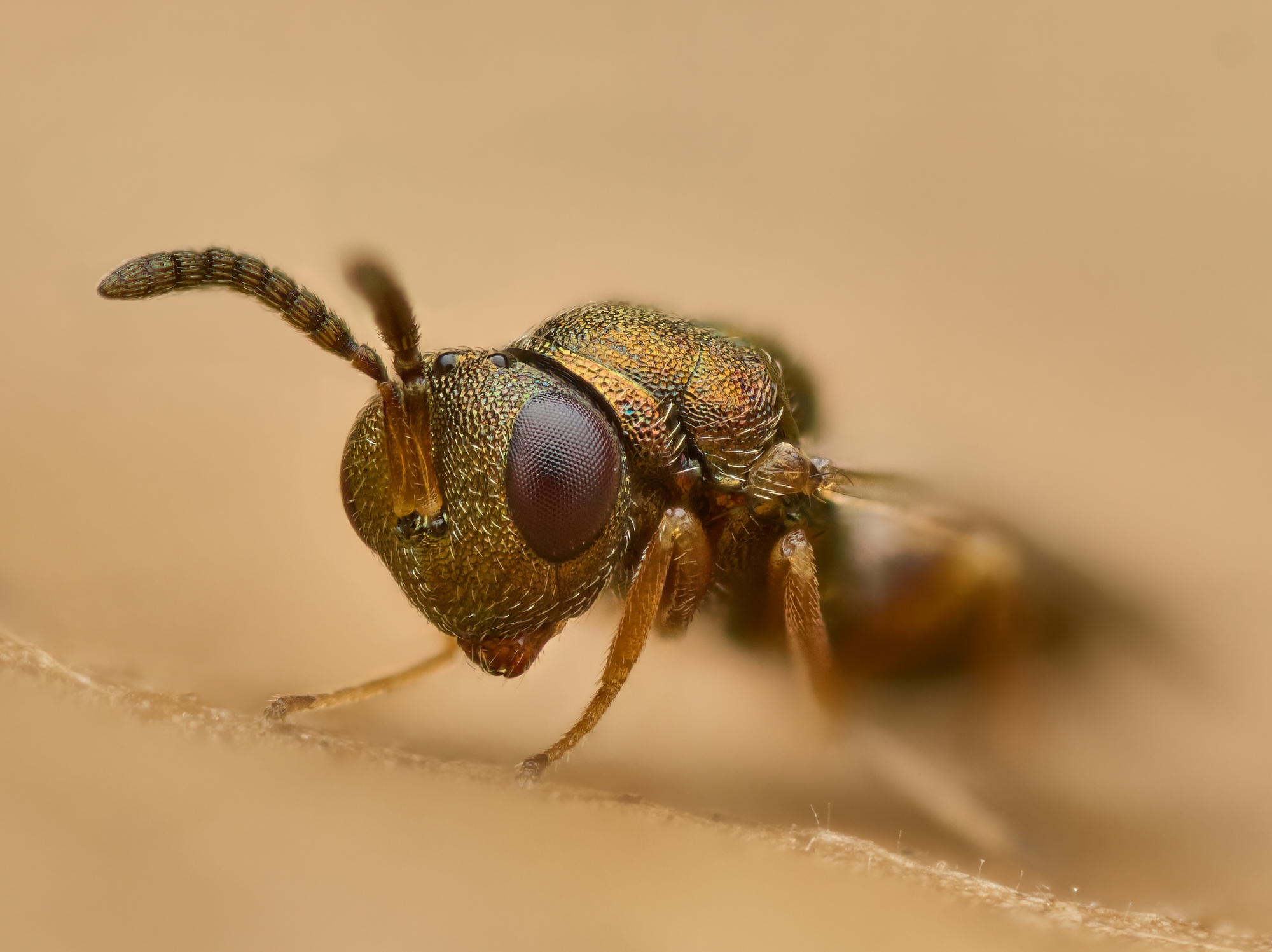 Trichomalus sp.