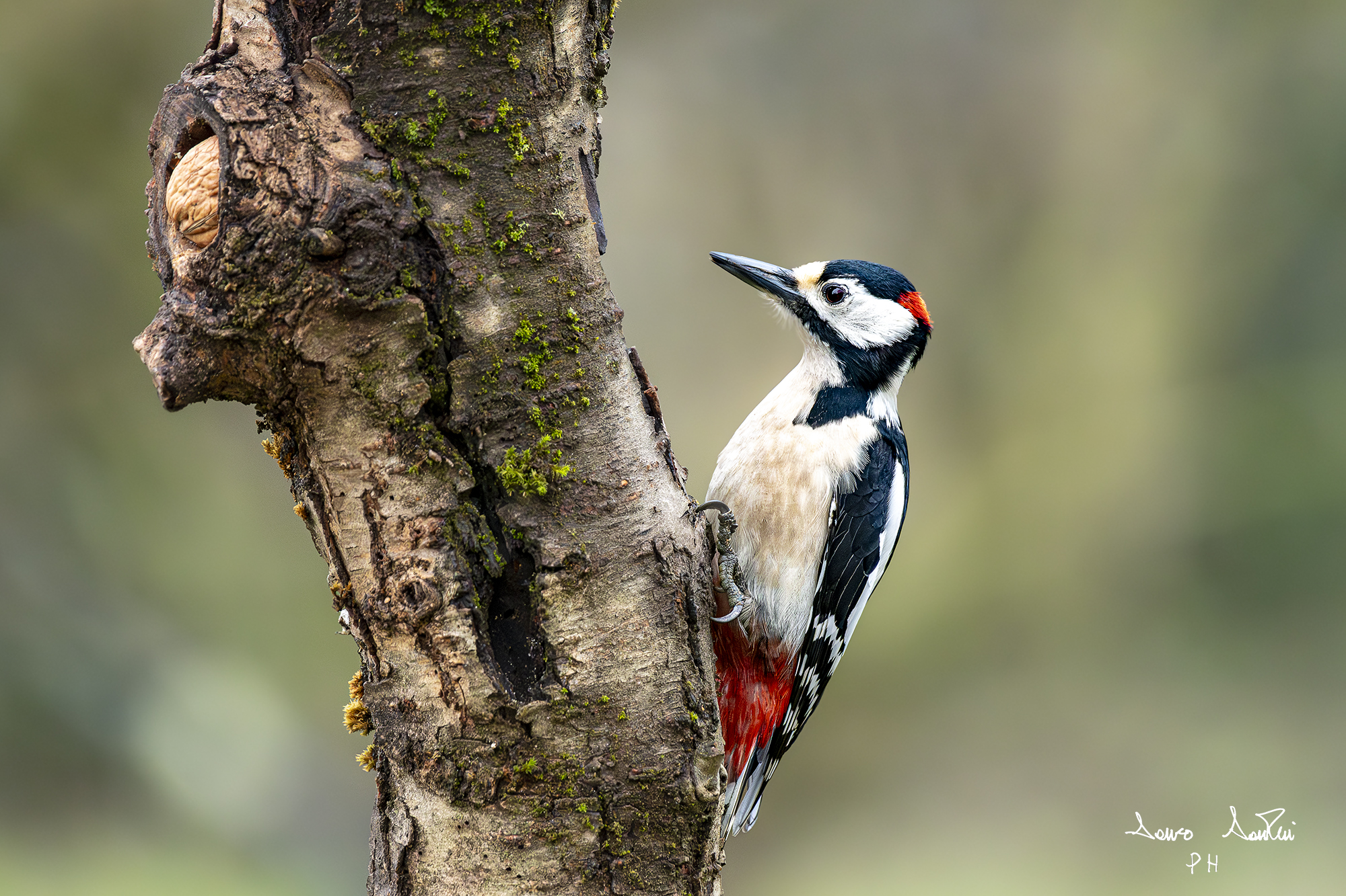 Woodpecker