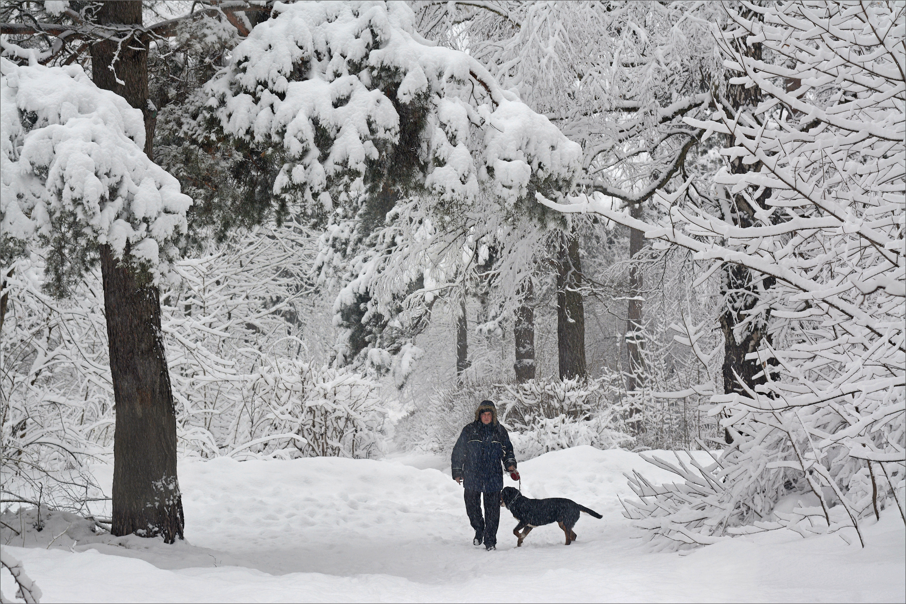 una passeggiata con il cane nel parco innevato