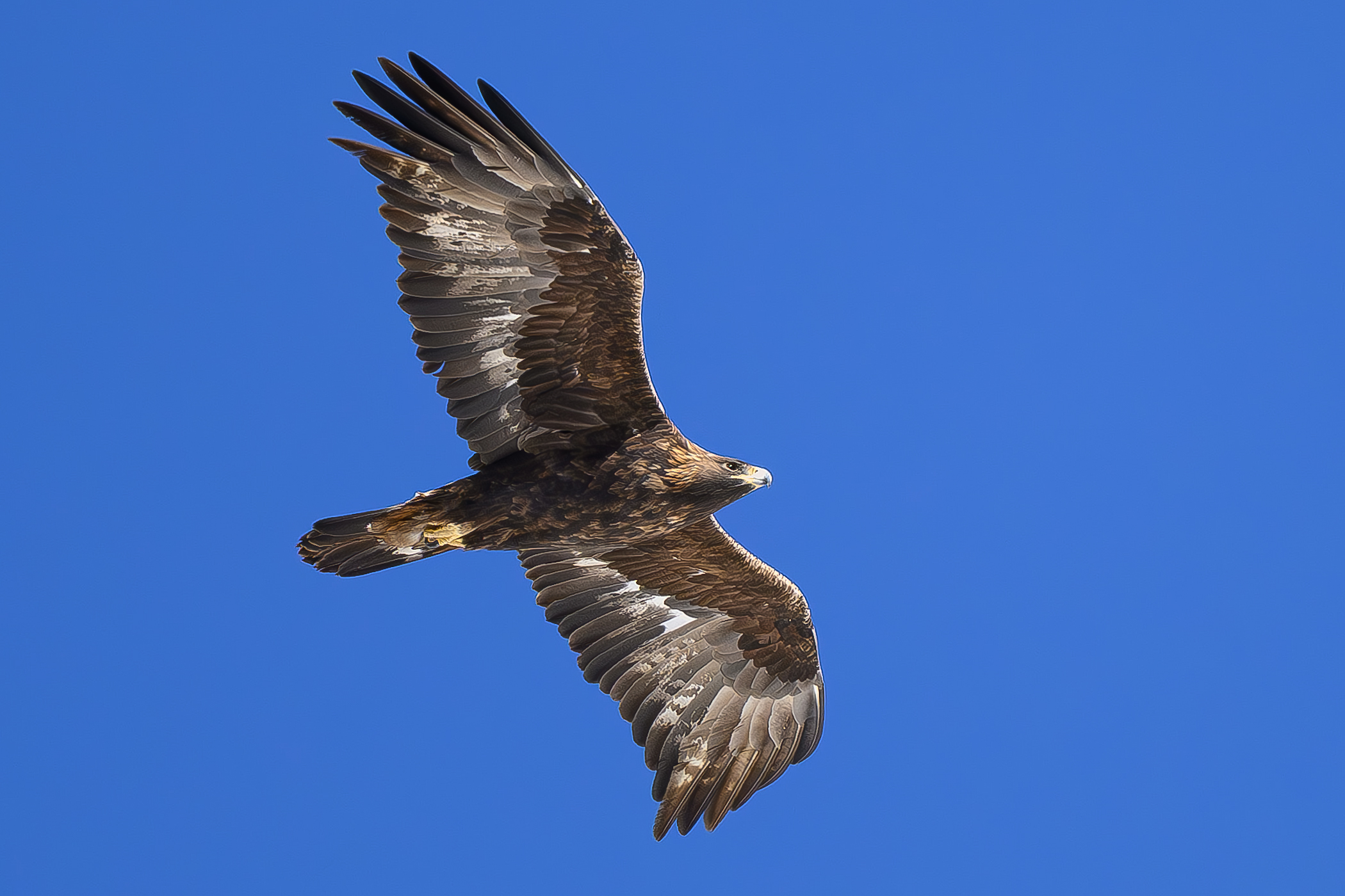 Aquila reale