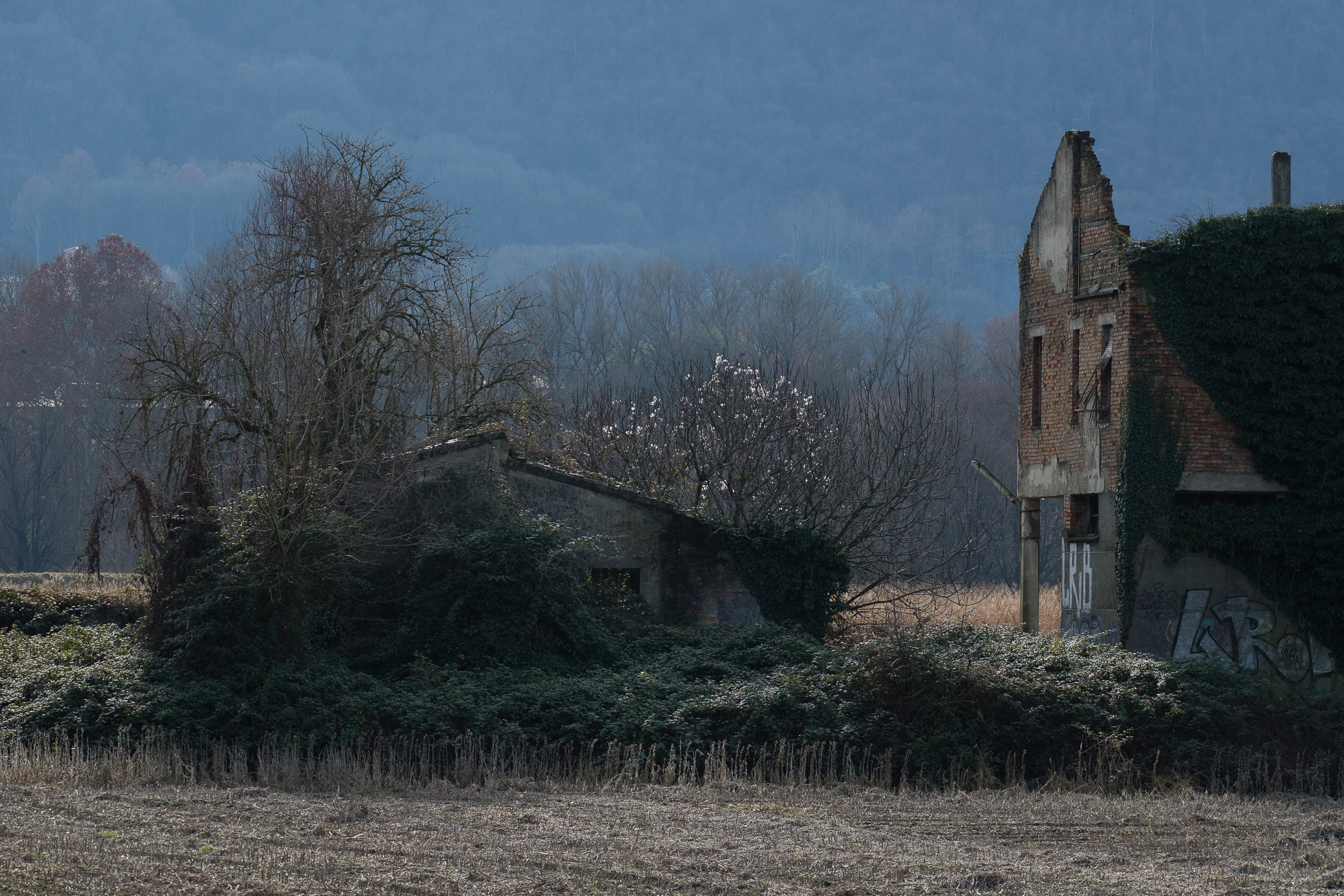 Armonia dell'abbandono.