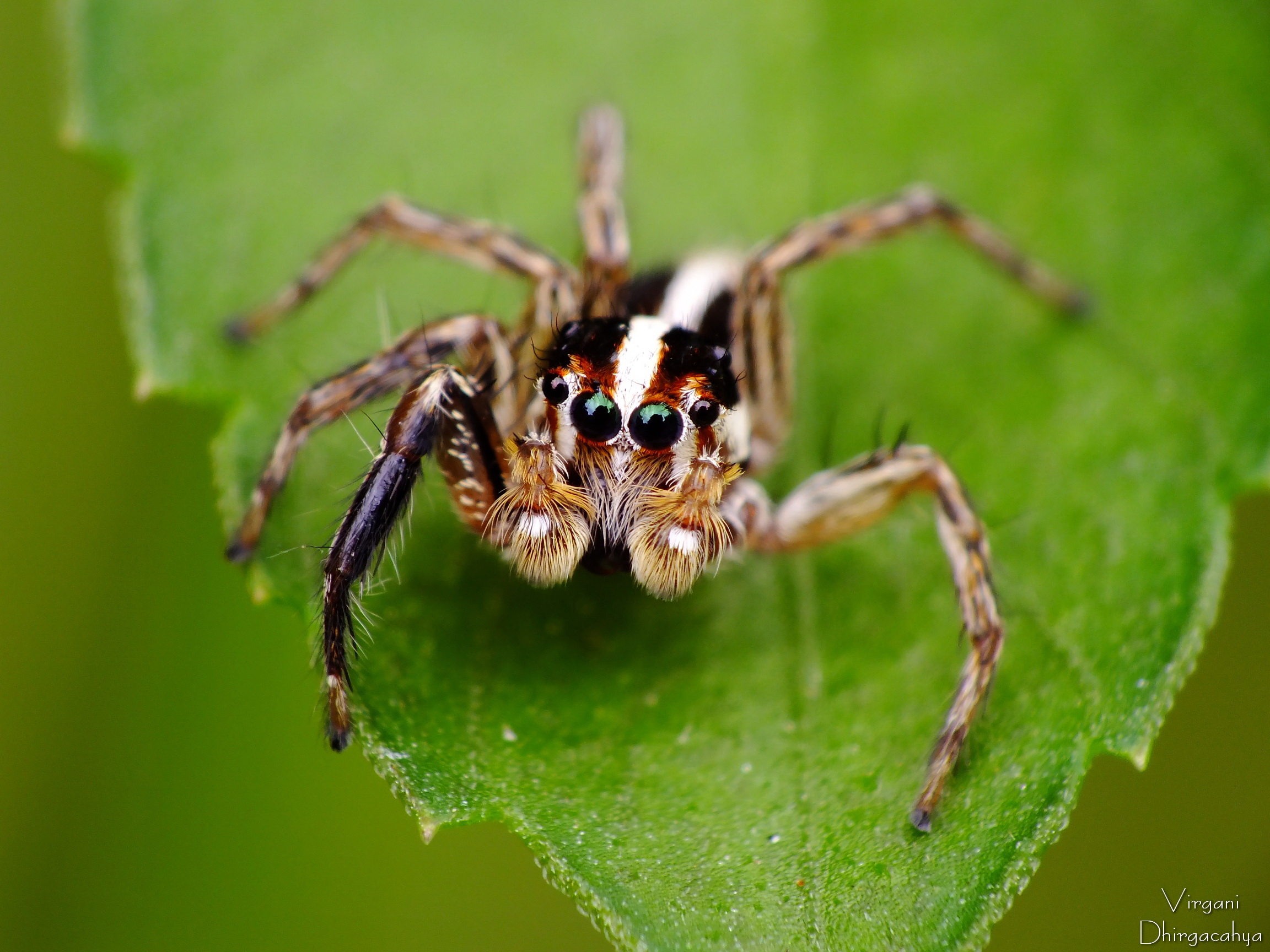 Are you looking at me ?