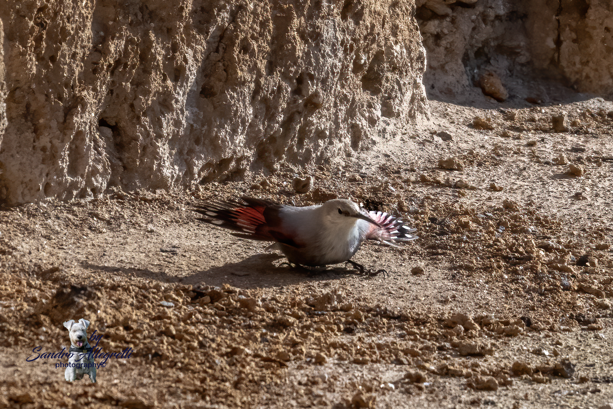 Il picchio muraiolo (Tichodroma muraria)