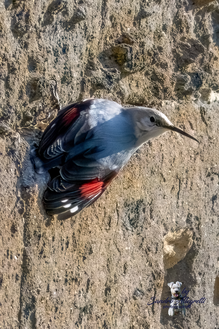 Il picchio muraiolo (Tichodroma muraria)