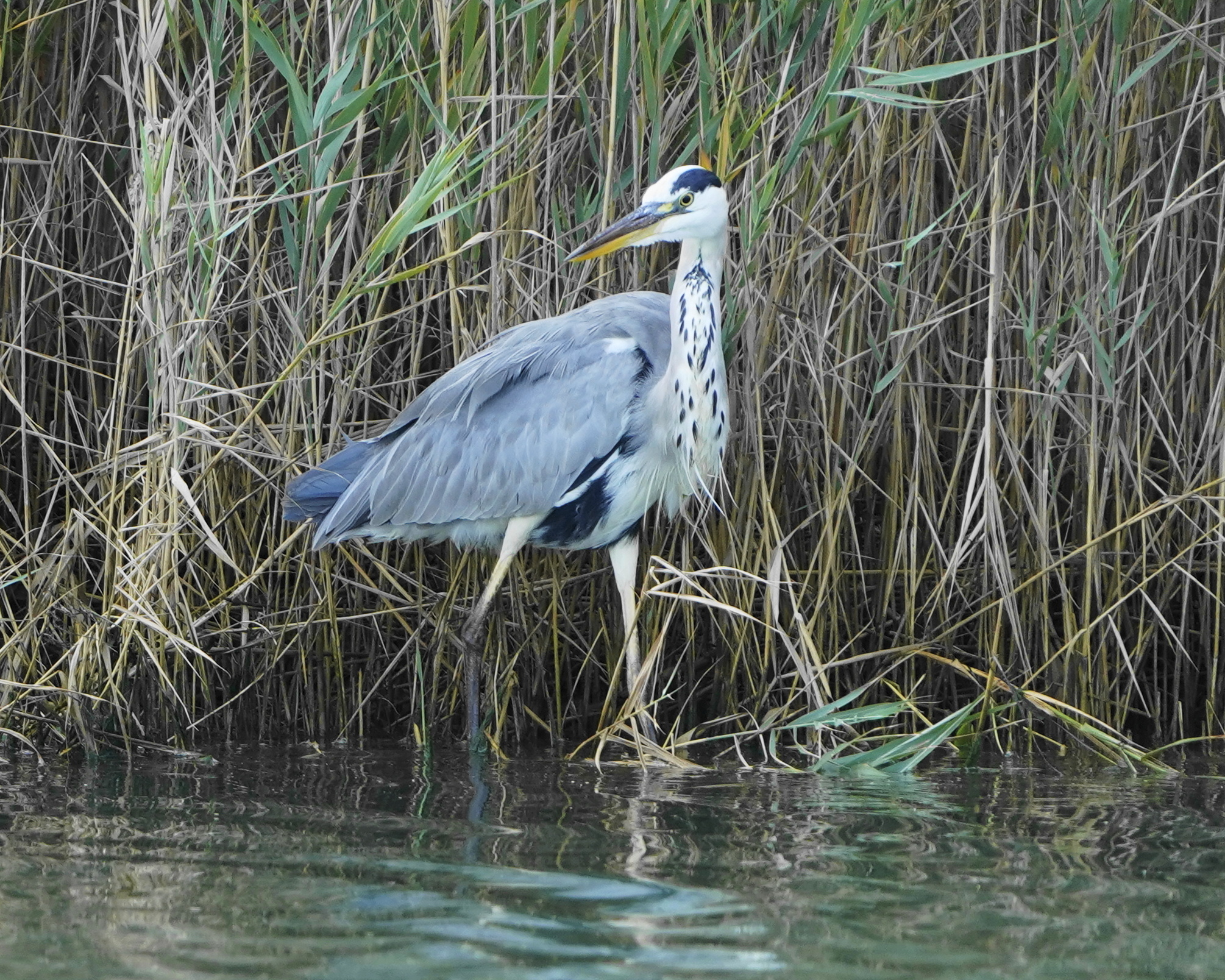 Grey heron in the pond
