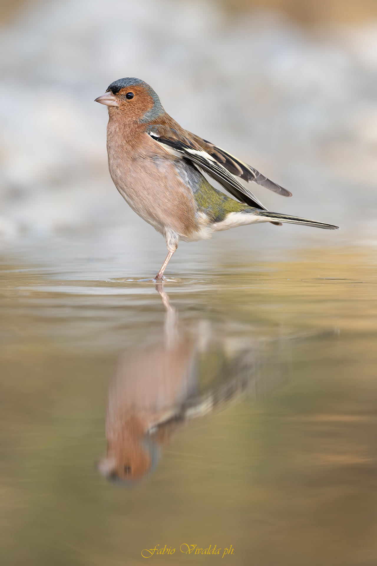Fringuello maschio allo specchio