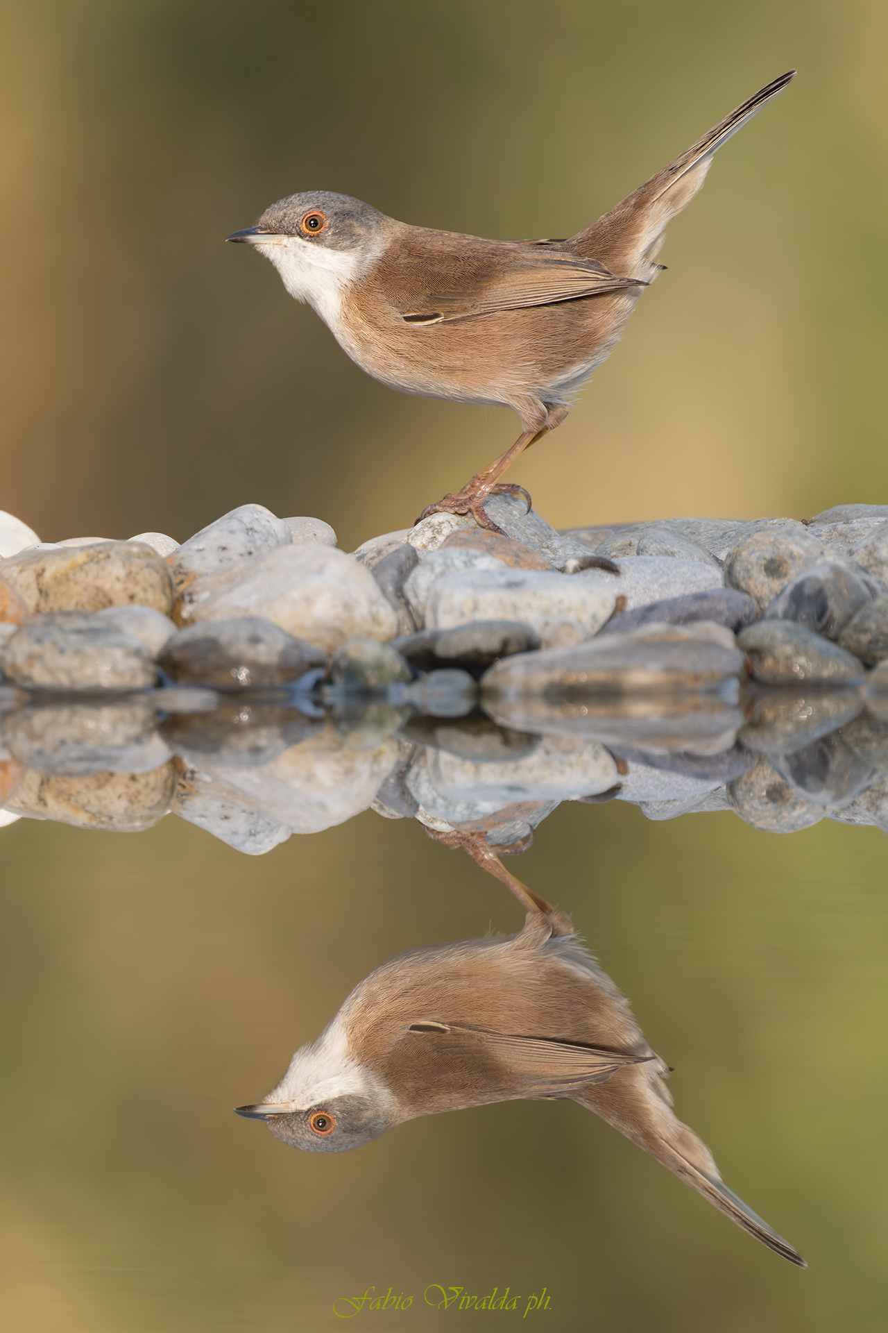 Female Sardinian Warbler posing