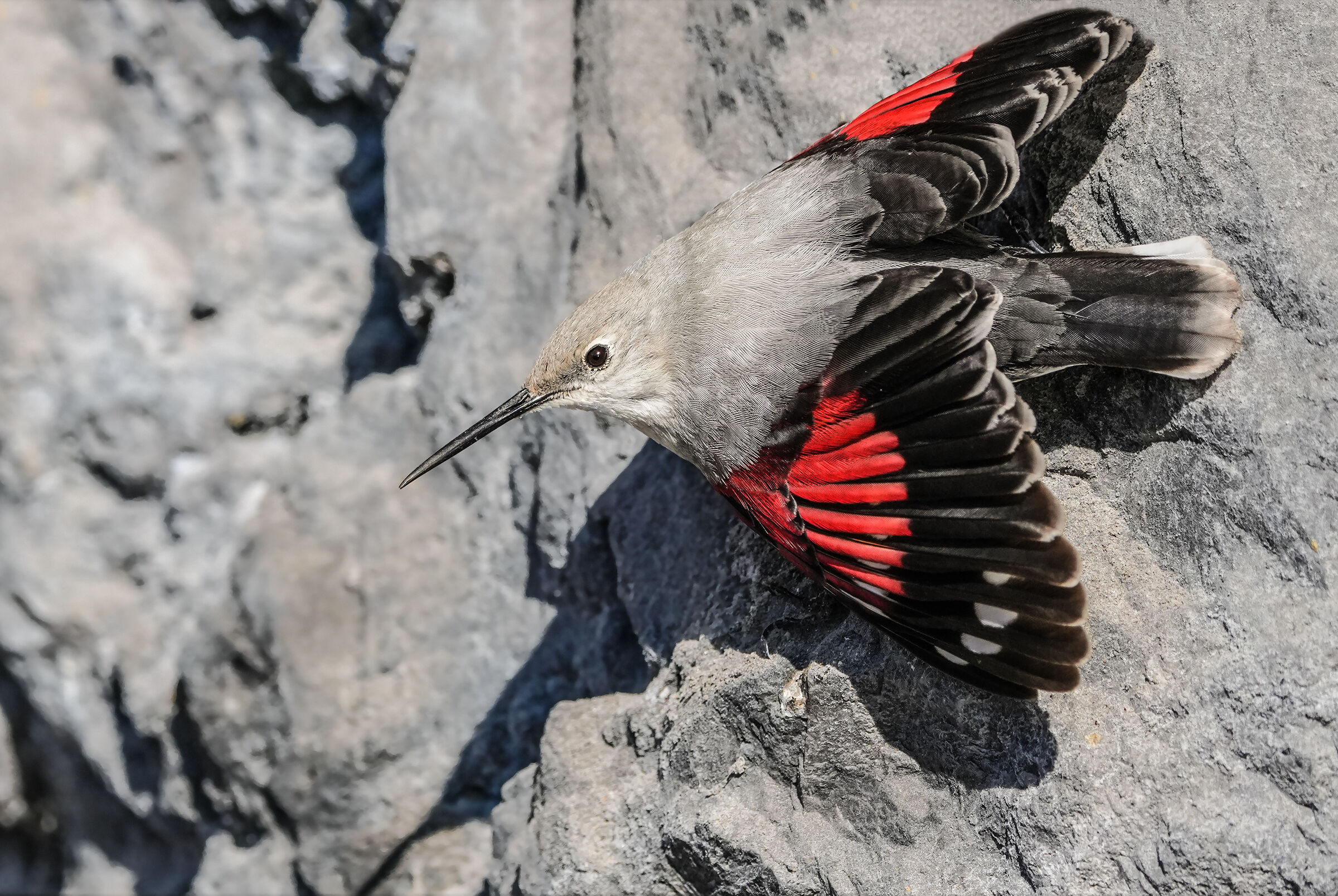 Wallcreeper