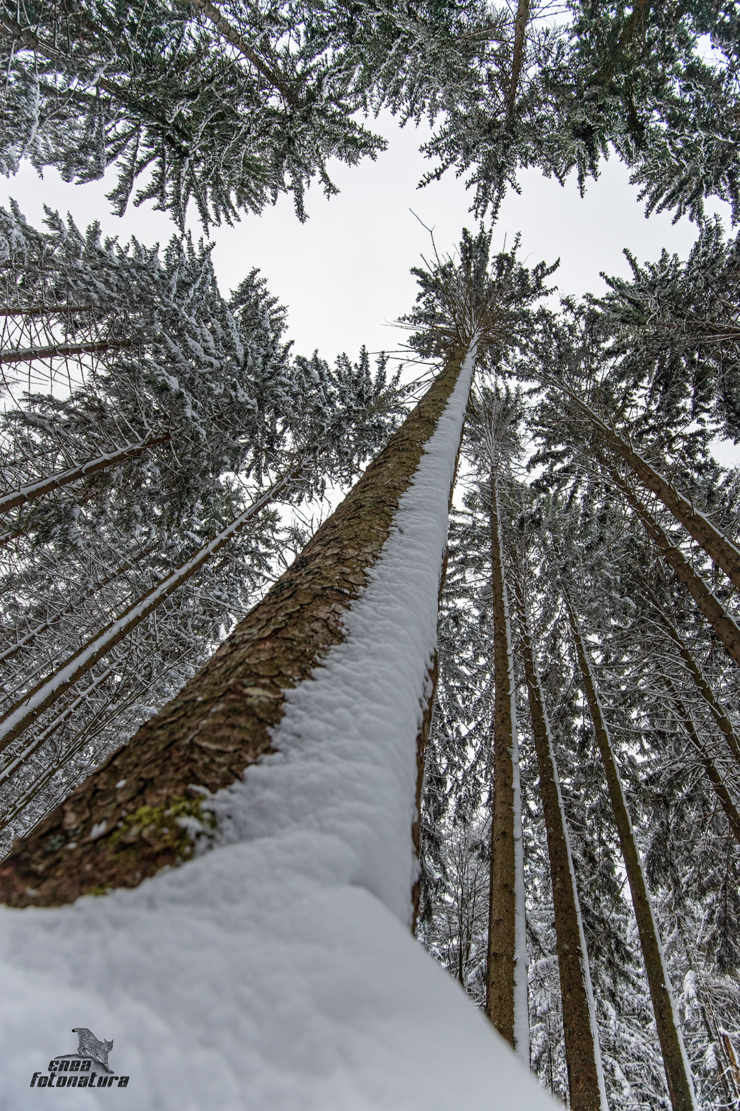 IN THE forest