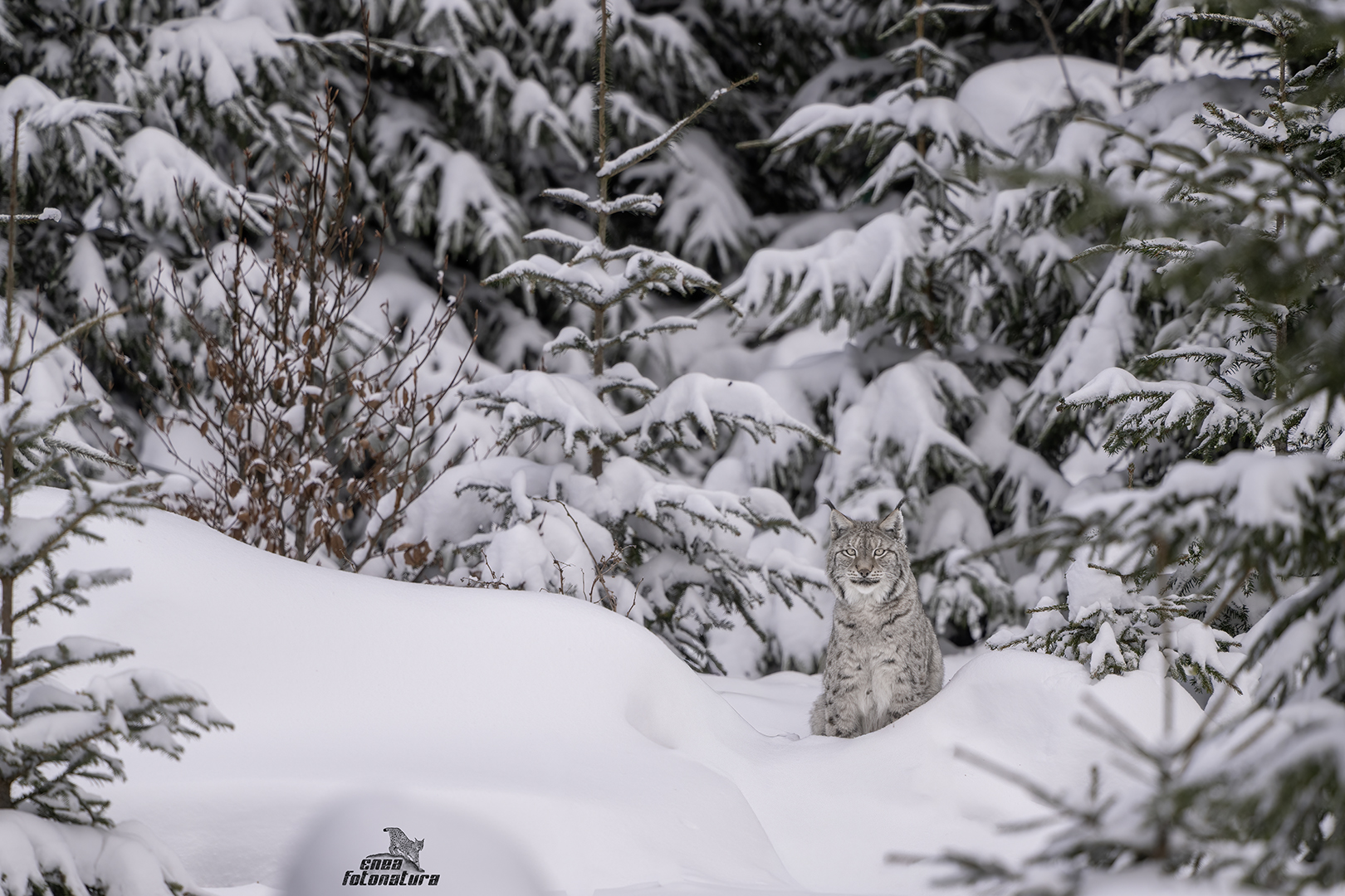 lince