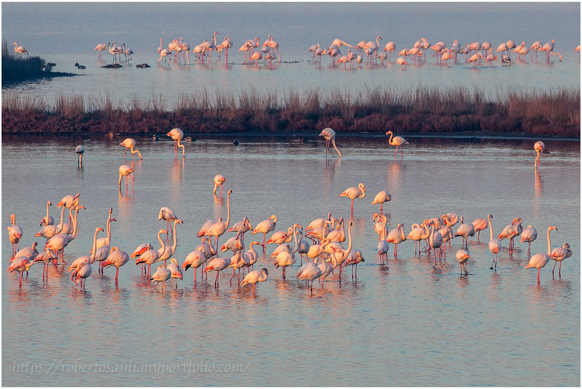 Fenicotteri rosa al tramonto (Valli di Comacchio)