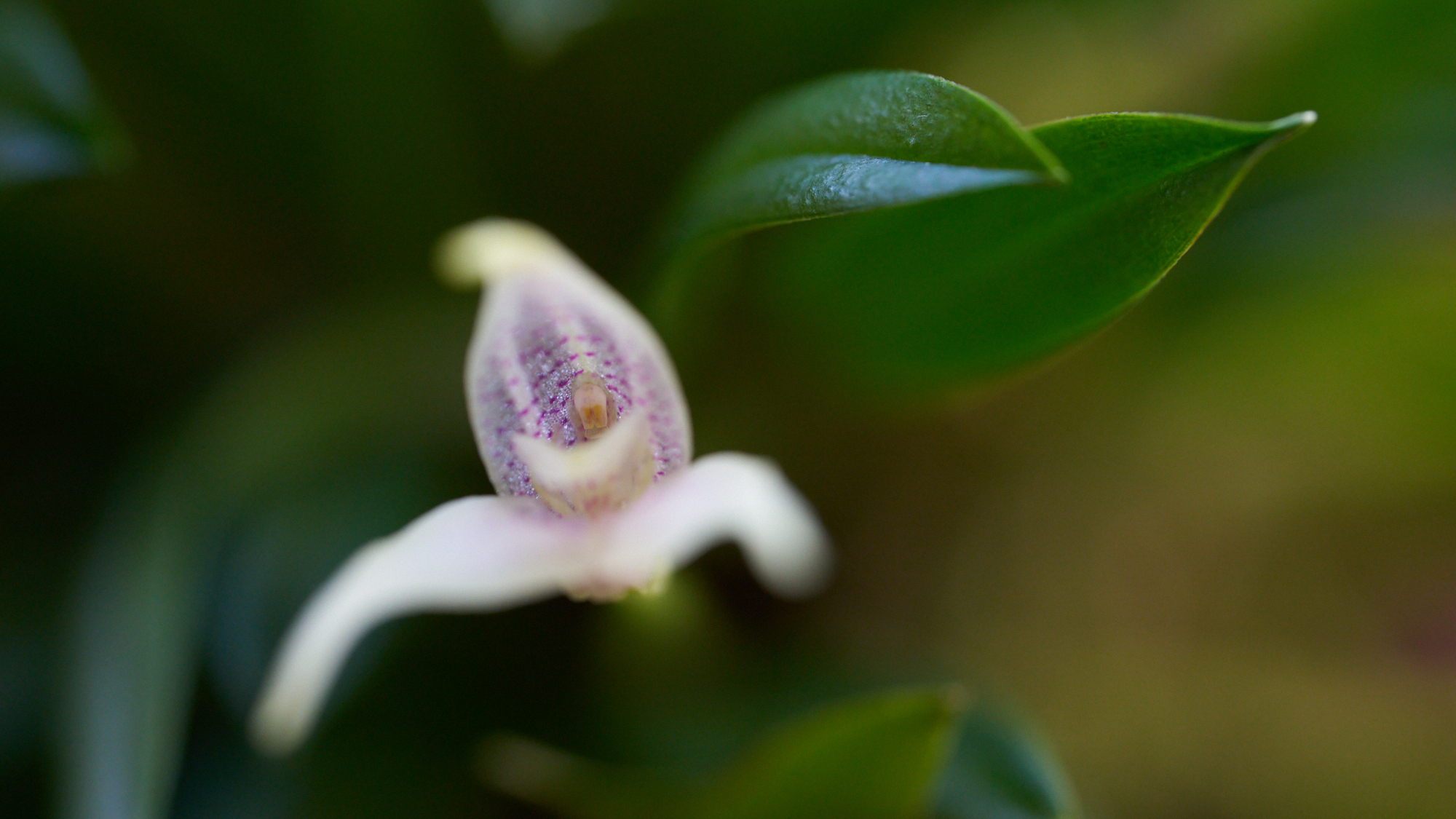 Orchid (newcomer test shot)