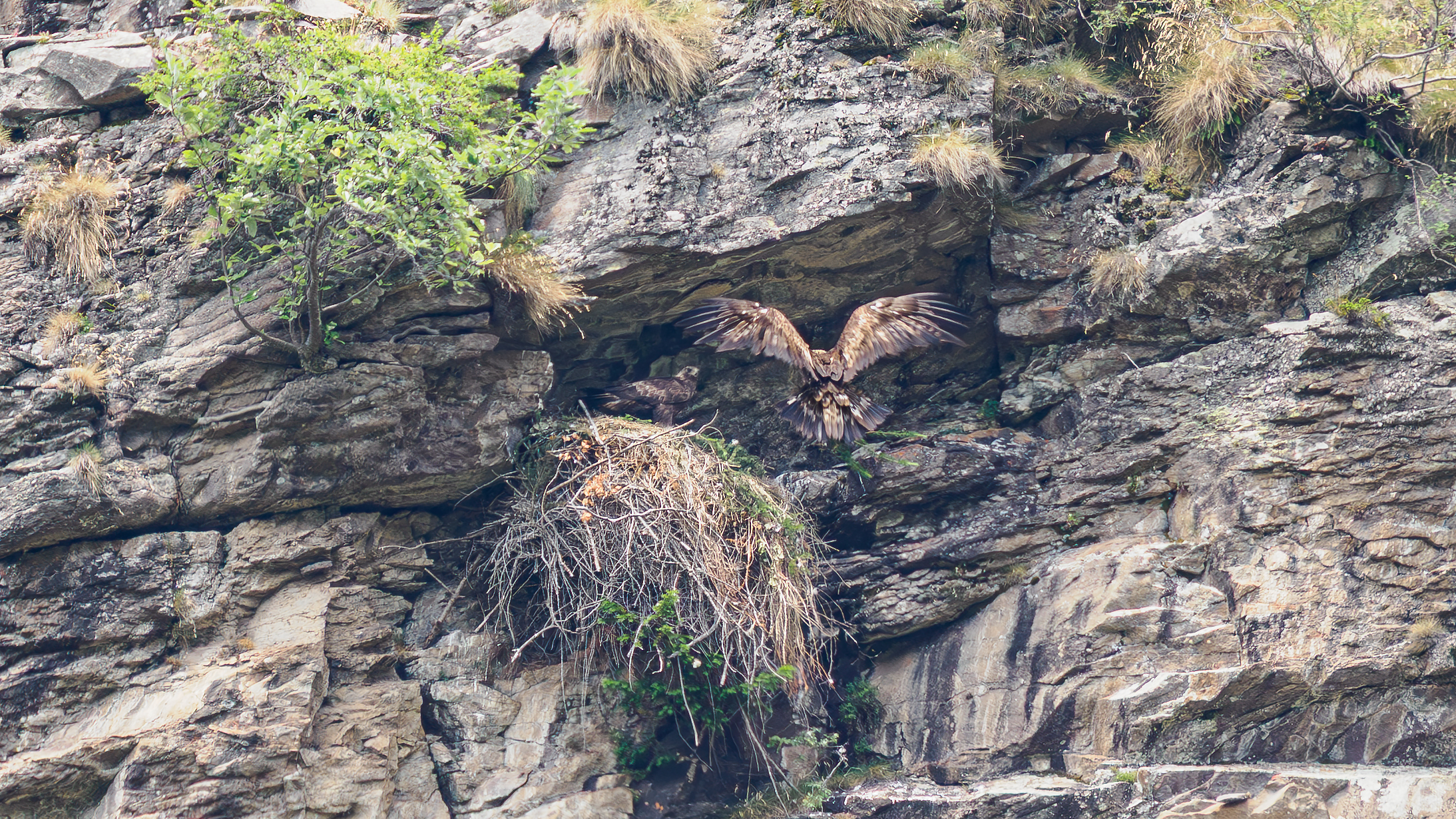 GOLDEN EAGLE