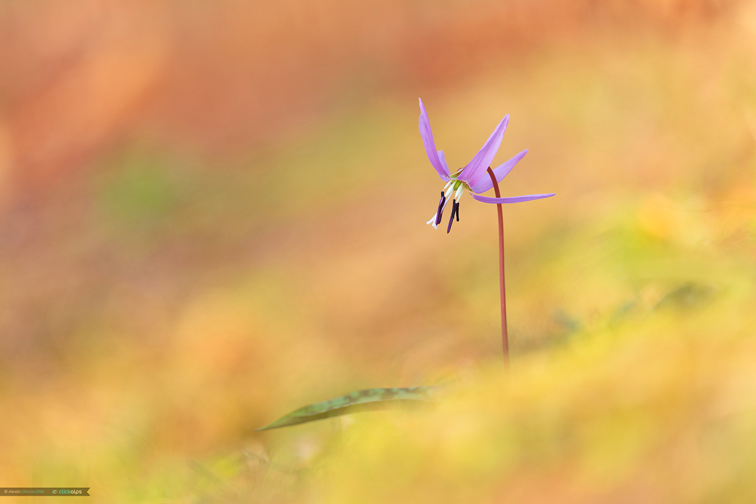 Erythronium dens-canis
