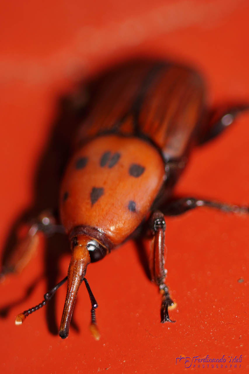 Punteruolo rosso