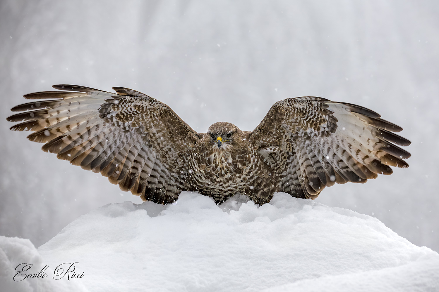 Buzzard
