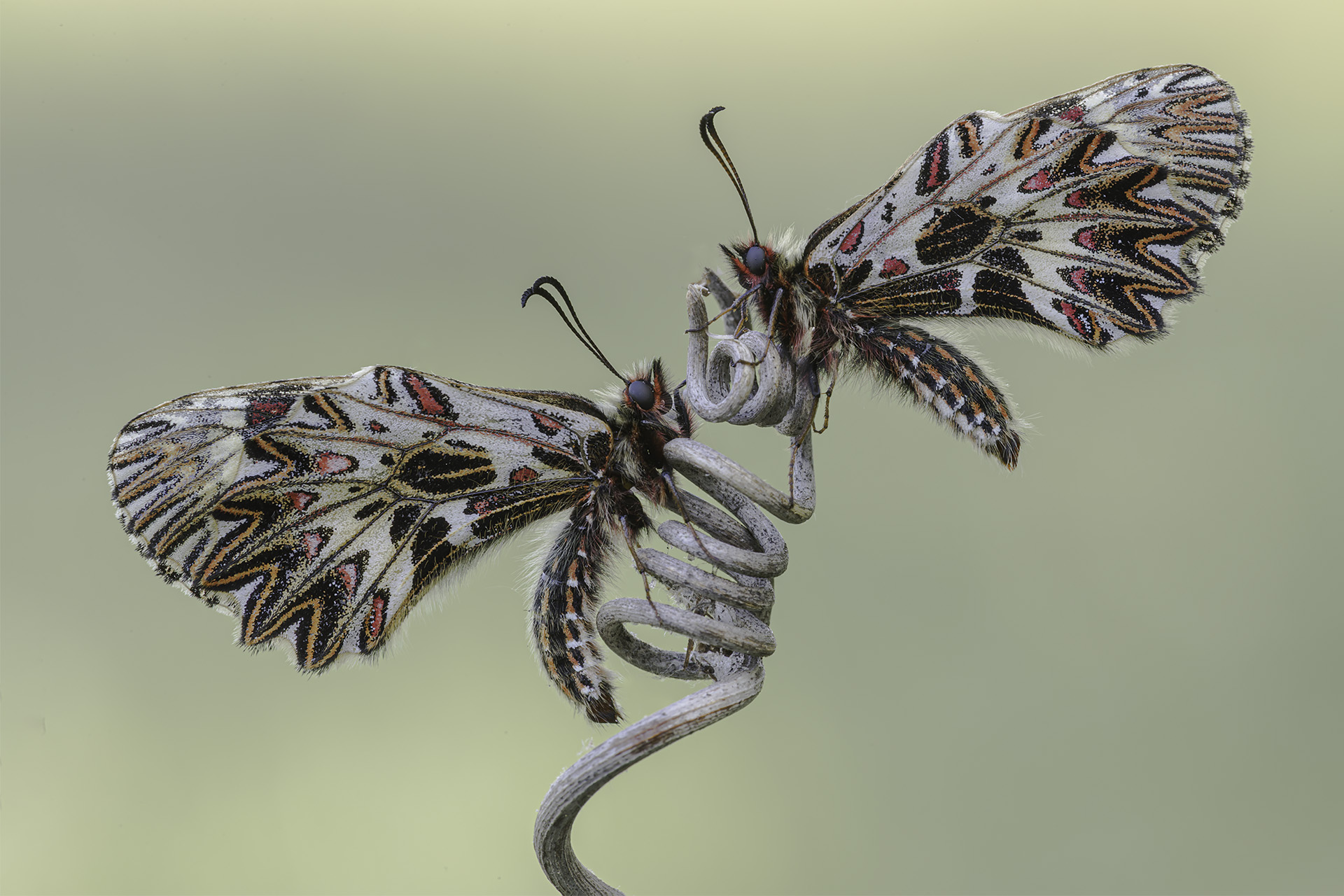 Zerynthia