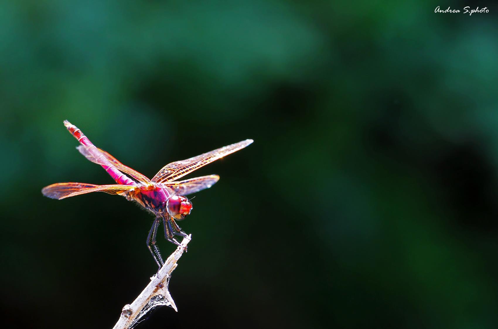 La Libellula Ultra Colorata