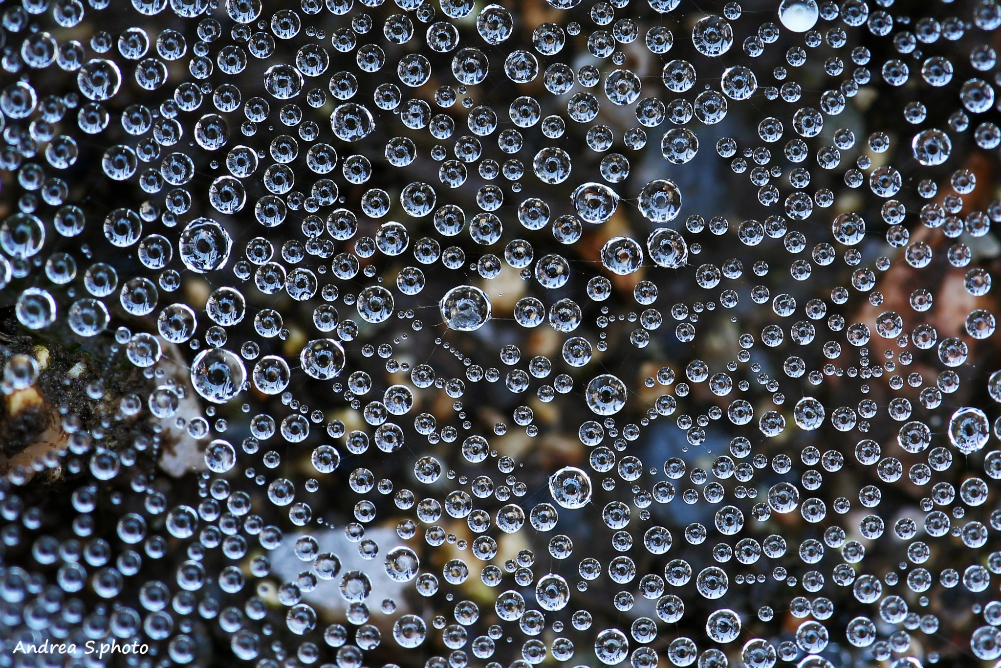 Rugiada Sulla Tela Del Ragno