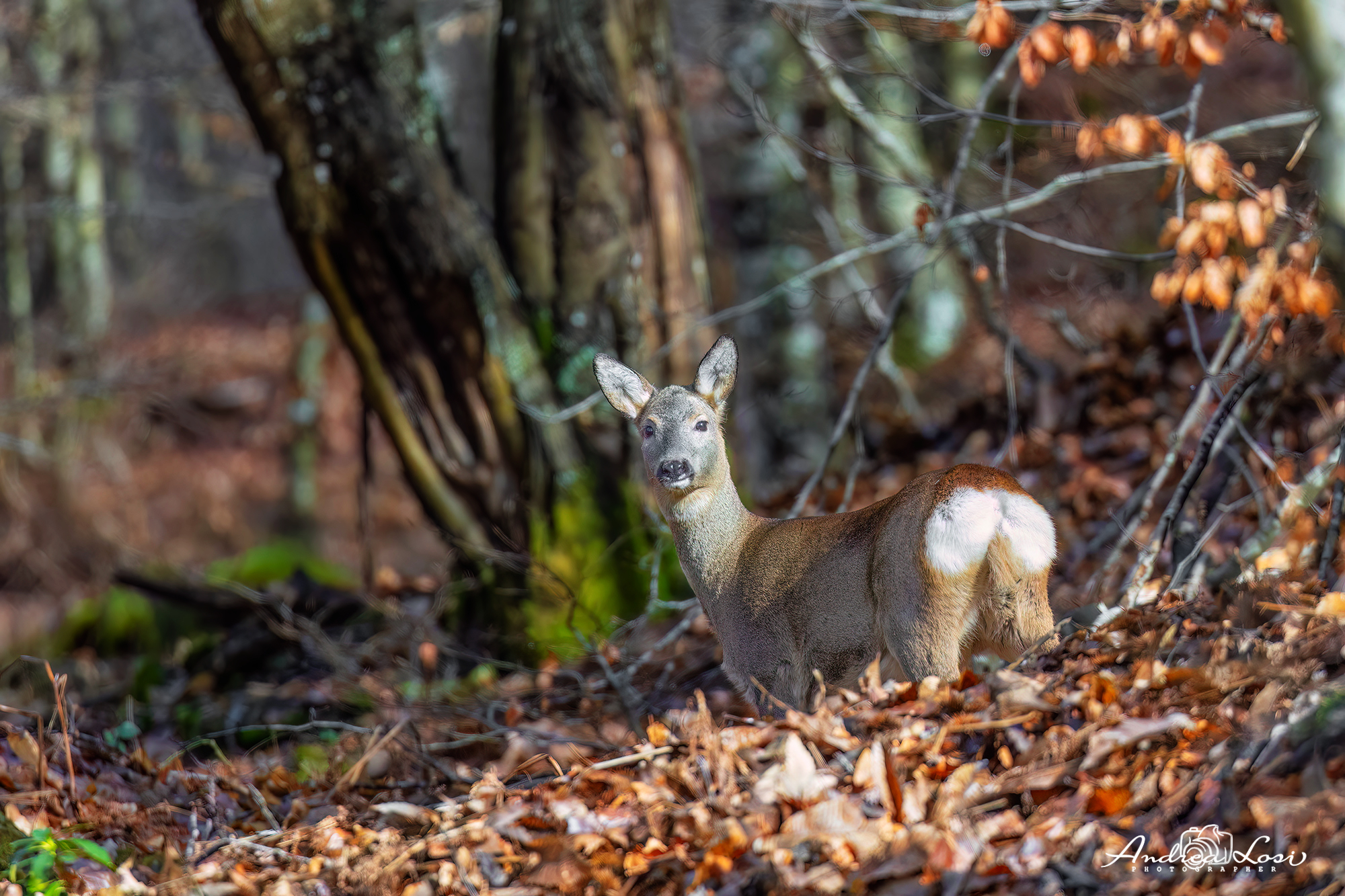 The roe deer of the Prato Apennines