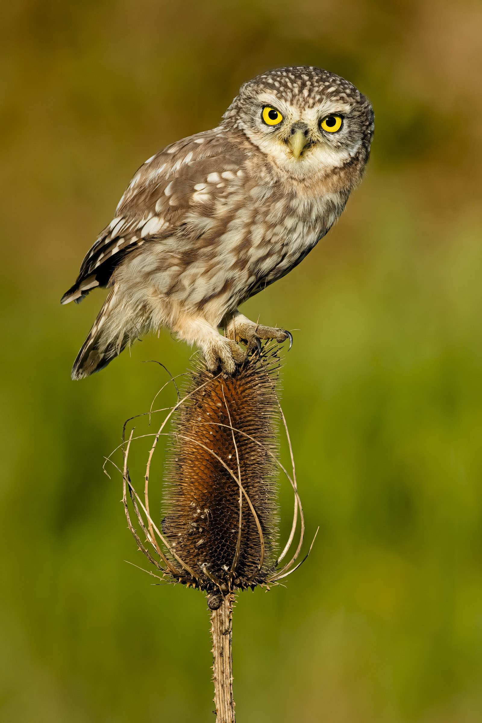 Owl