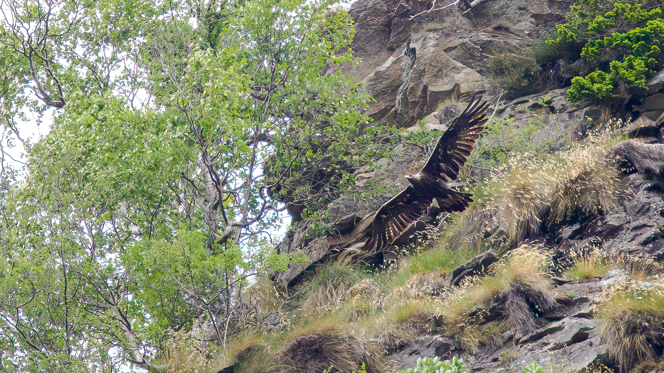 GOLDEN EAGLE