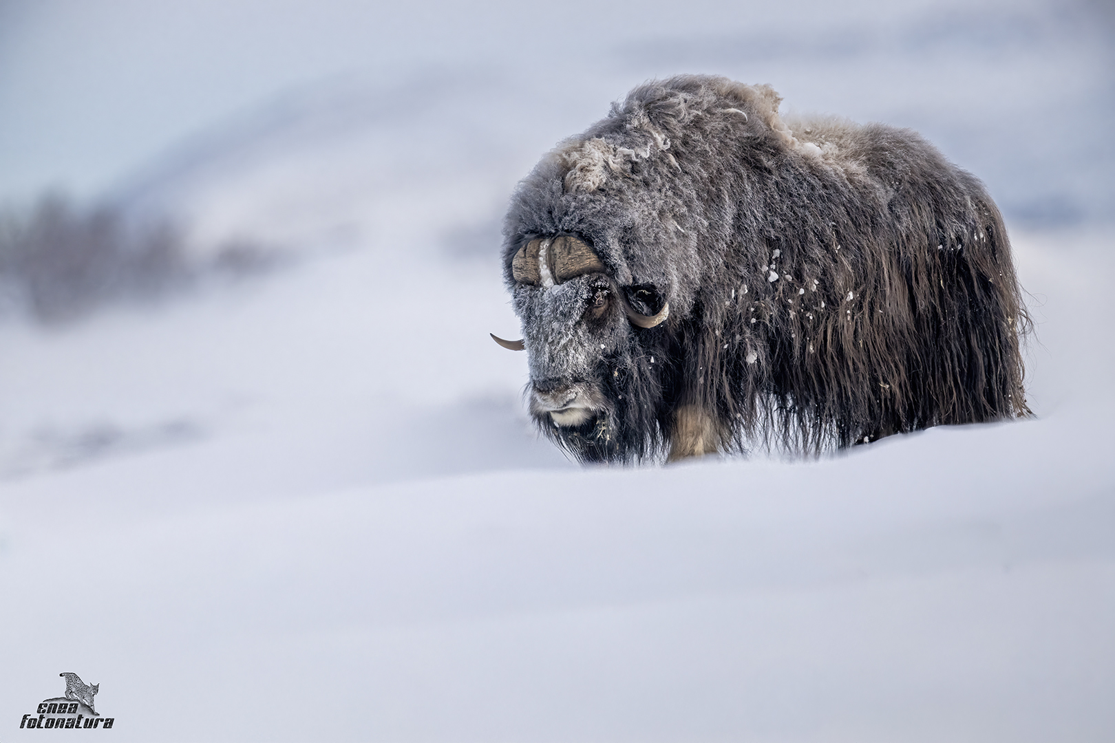 musk-ox
