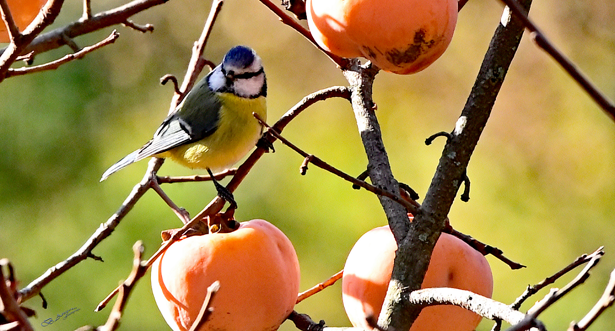 " Cinciarella tra i cachi "