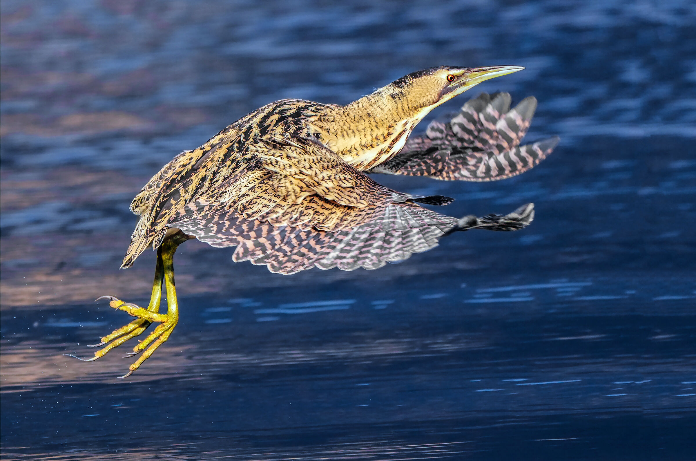 Bittern