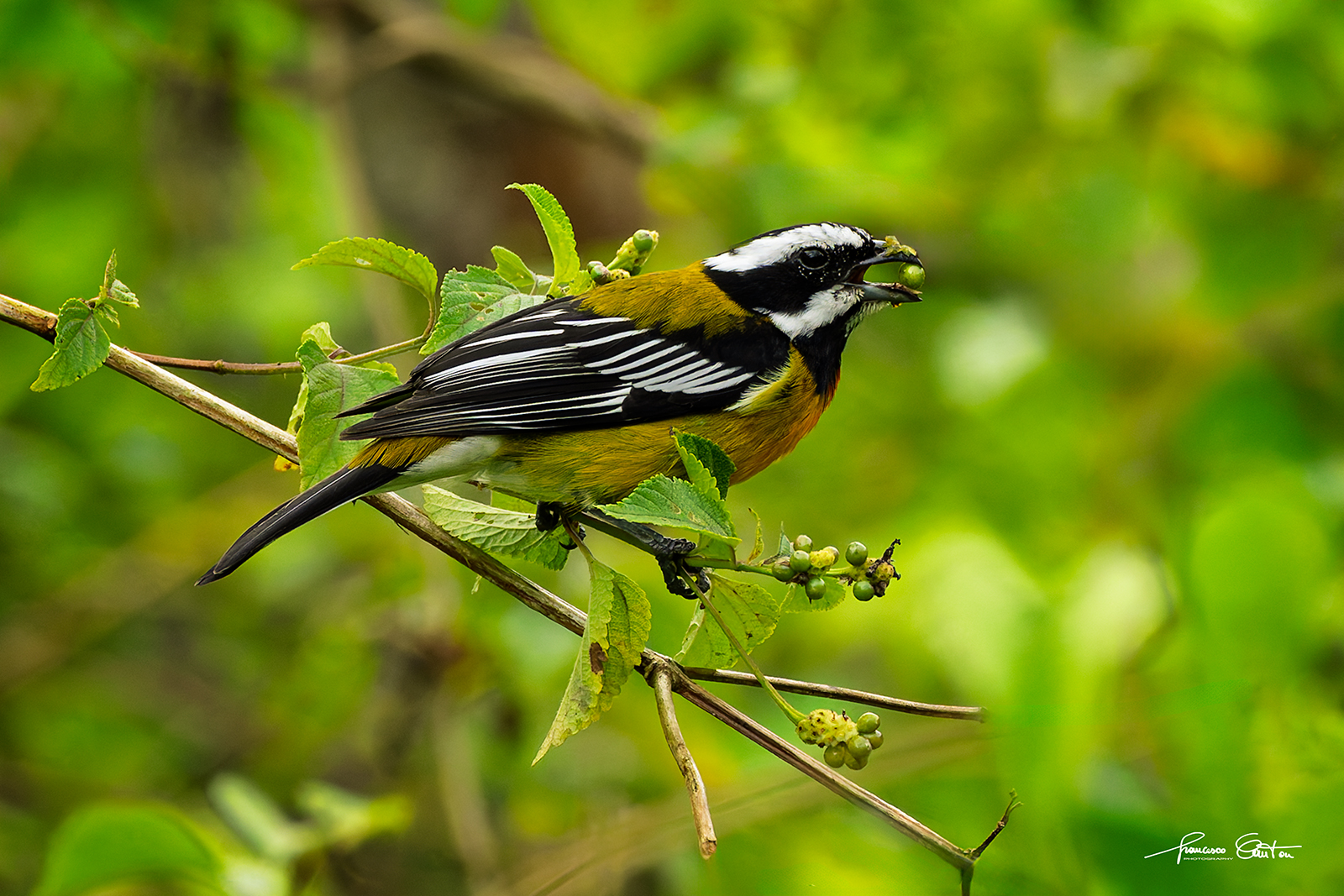 Striped head tangara