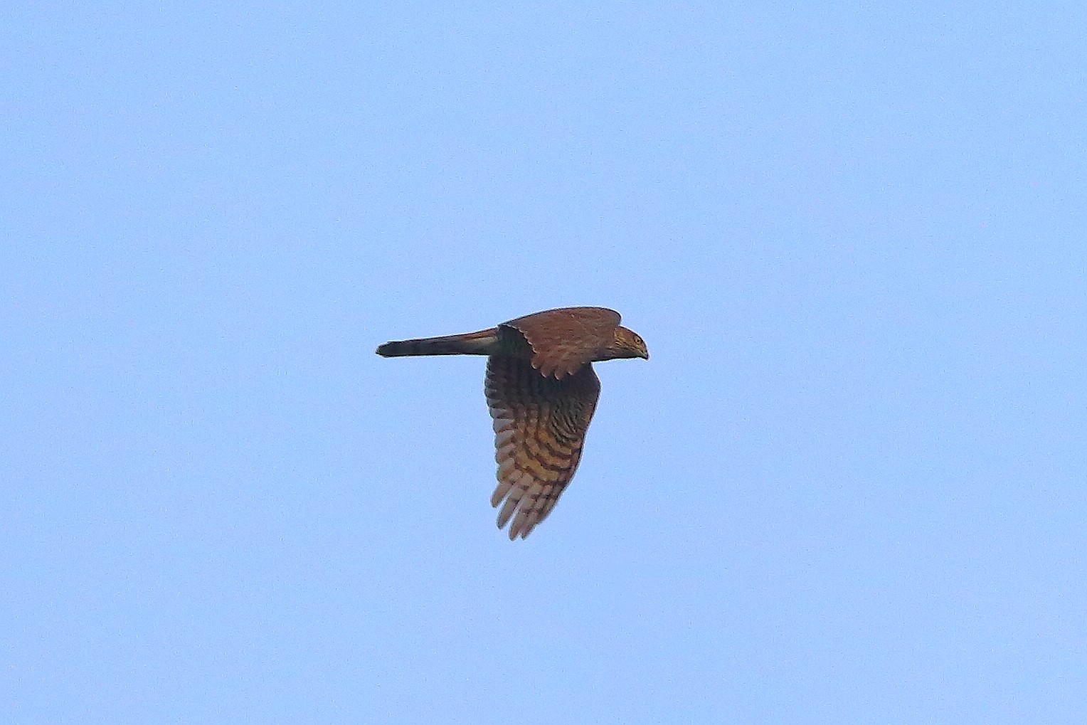 Sparrowhawk 09 September 2025 - 0276