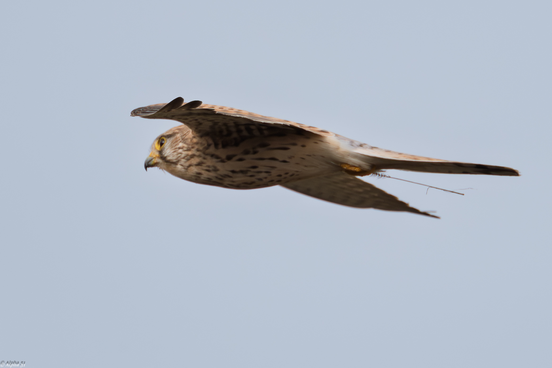 Kestrel