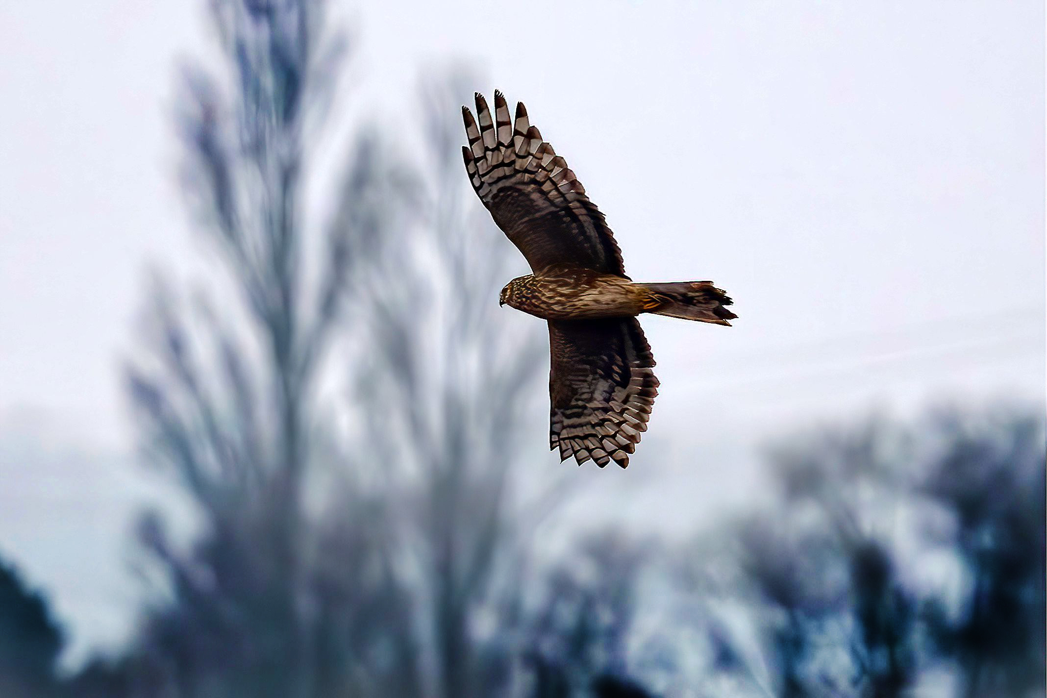 Hen Harrier