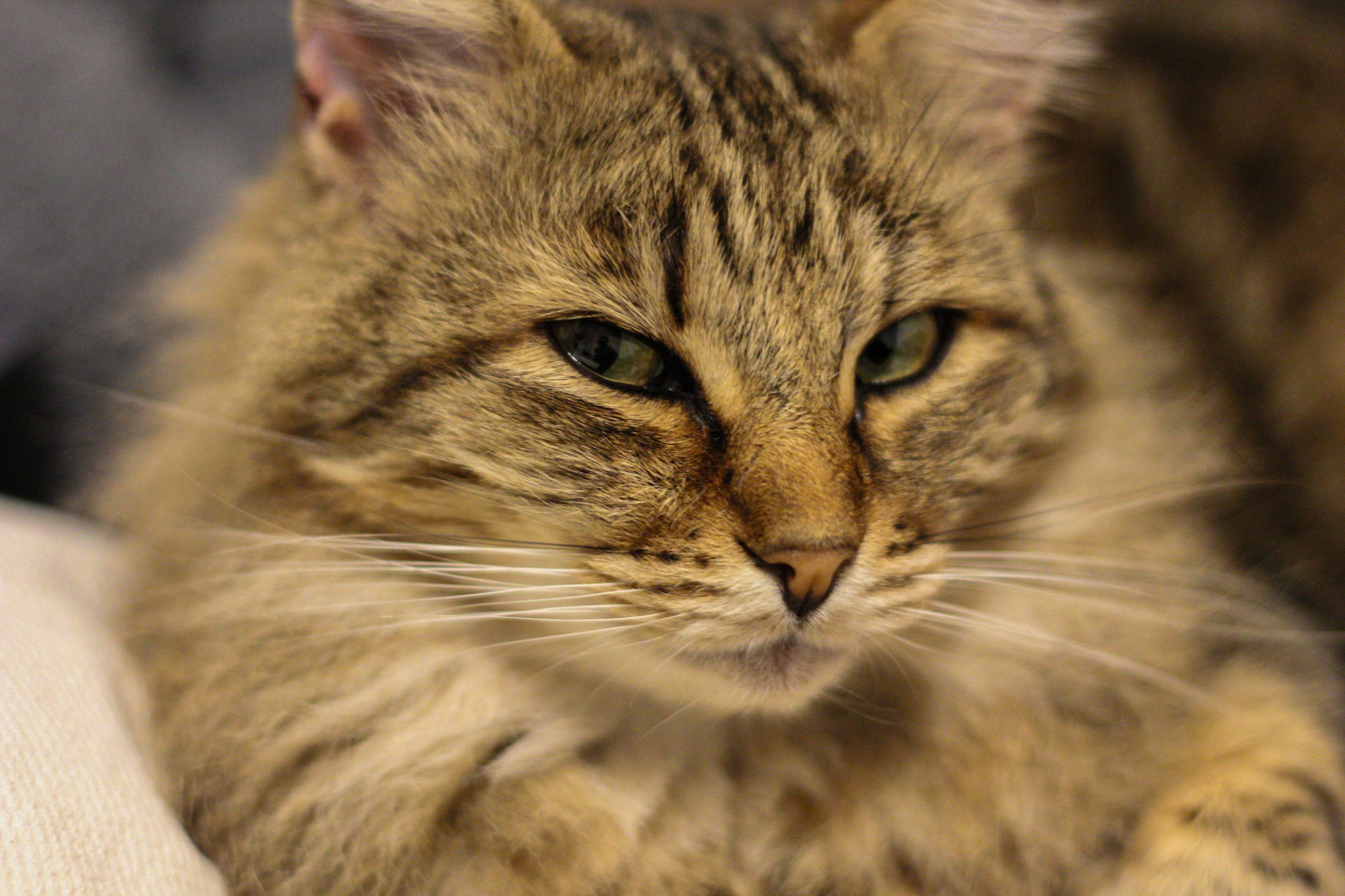 Brunhilde with a charismatic gaze