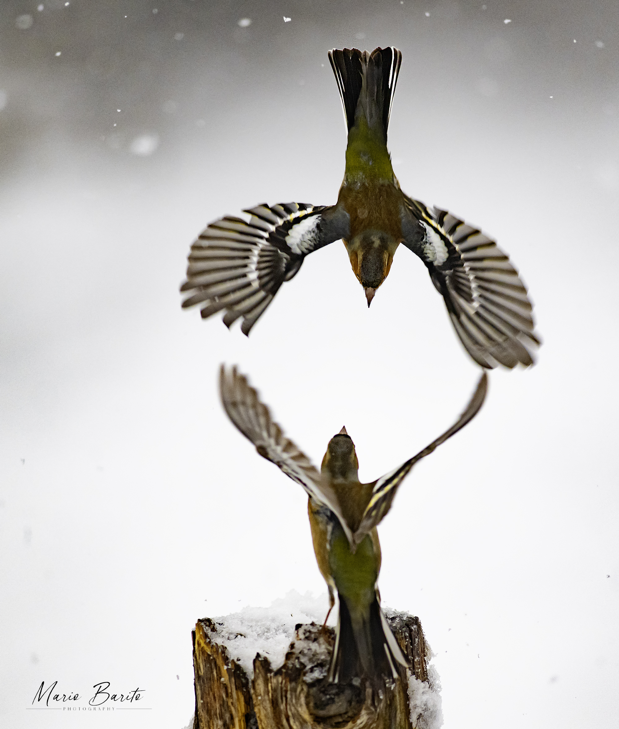 Finches